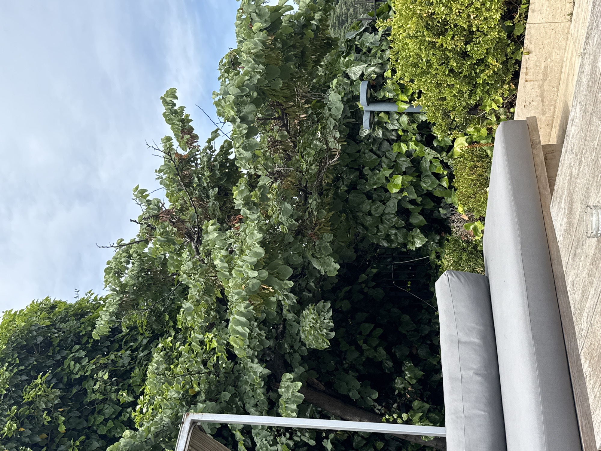 The image shows a close-up of a modern outdoor seating area in Beşiktaş, Turkey. In the foreground, a grey upholstered sofa is positioned on a wooden deck. Behind the sofa, lush green foliage dominates the scene, with dense ivy covering a wall or fence and a large tree with broad leaves and some dried seed pods. A white metal frame, possibly part of an awning or pergola, is visible on the left side of the sofa. In the middle ground, a grey metal lamp post with a modern design emerges from the greenery. The background reveals a bright, cloudy sky. The overall impression is one of a tranquil, verdant outdoor space, likely a garden or patio.
