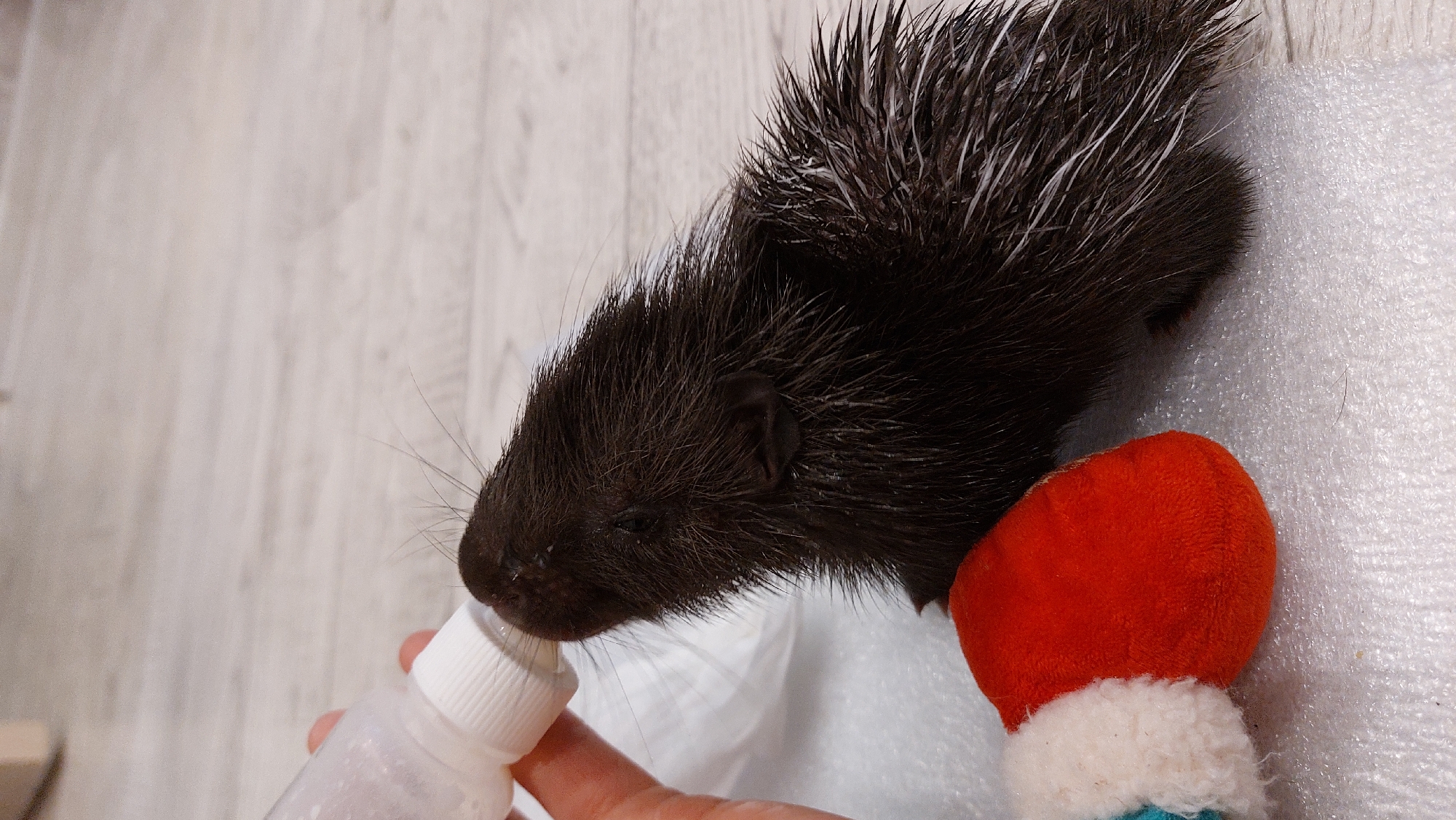 A person's hand is holding a baby bottle with a white nipple and a white cap, feeding a young porcupine. The porcupine has dark brown fur with white quills and is drinking from the bottle. It is lying on a white, slightly textured surface next to a small, red and white fuzzy object. The background is a light-colored, wooden floor. This scene does not appear to be located in the city of Зелёный, Russia.