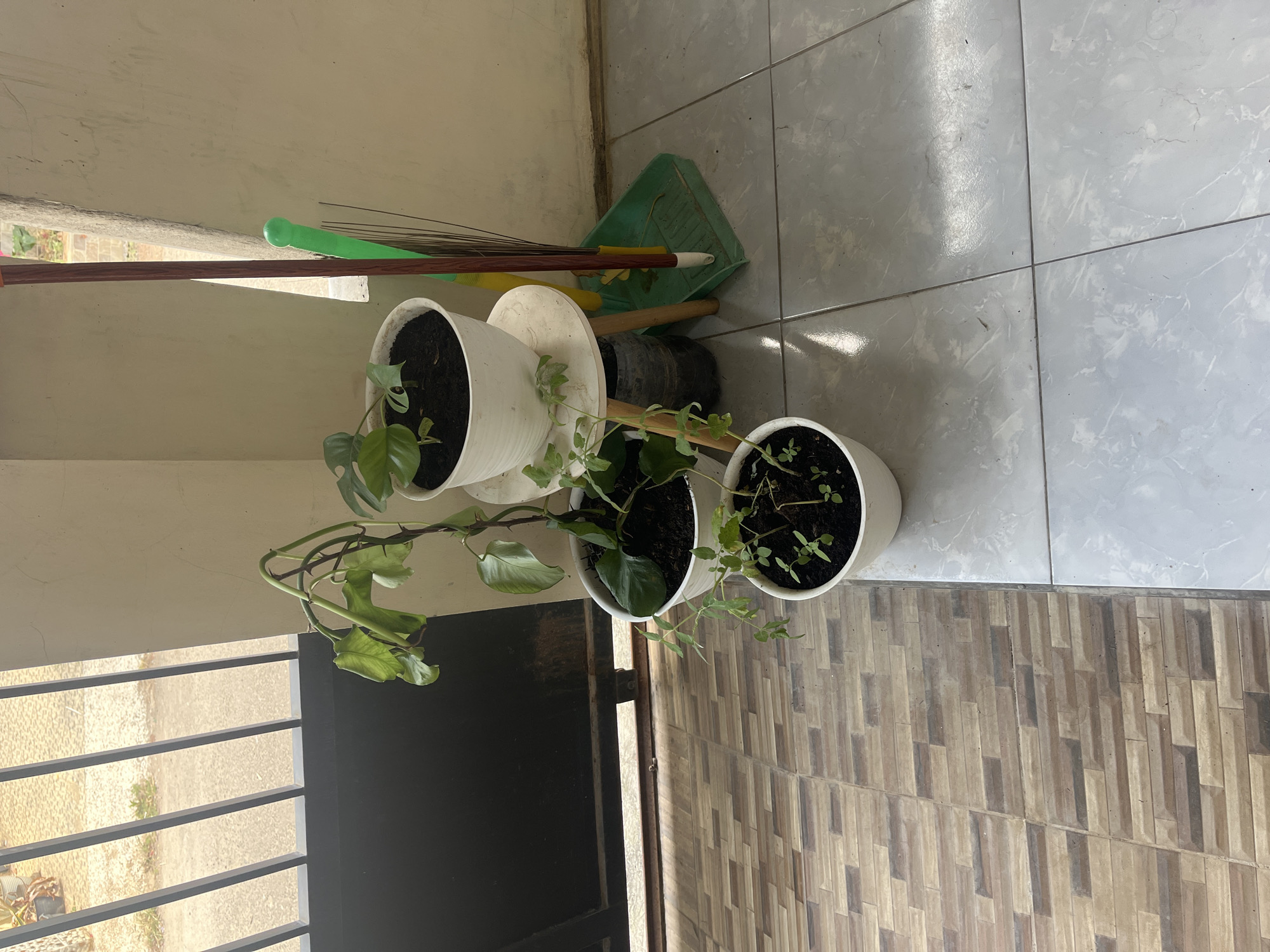 In the city of Cirahayu, Indonesia, a small collection of potted plants sits on a tiled patio adjacent to a metal gate and a cream-colored wall. The plants are in white plastic pots. One pot is placed on a small, white stool, while two others are directly on the floor. To the right of the pots, a broom and dustpan are leaning against the wall. The floor is a combination of two types of tiles: one with a pattern of brown and gray rectangular blocks, and another with a lighter, marbled gray pattern. The background shows the barred opening of the gate, beyond which is a gravelly area. The lighting suggests it is daytime.