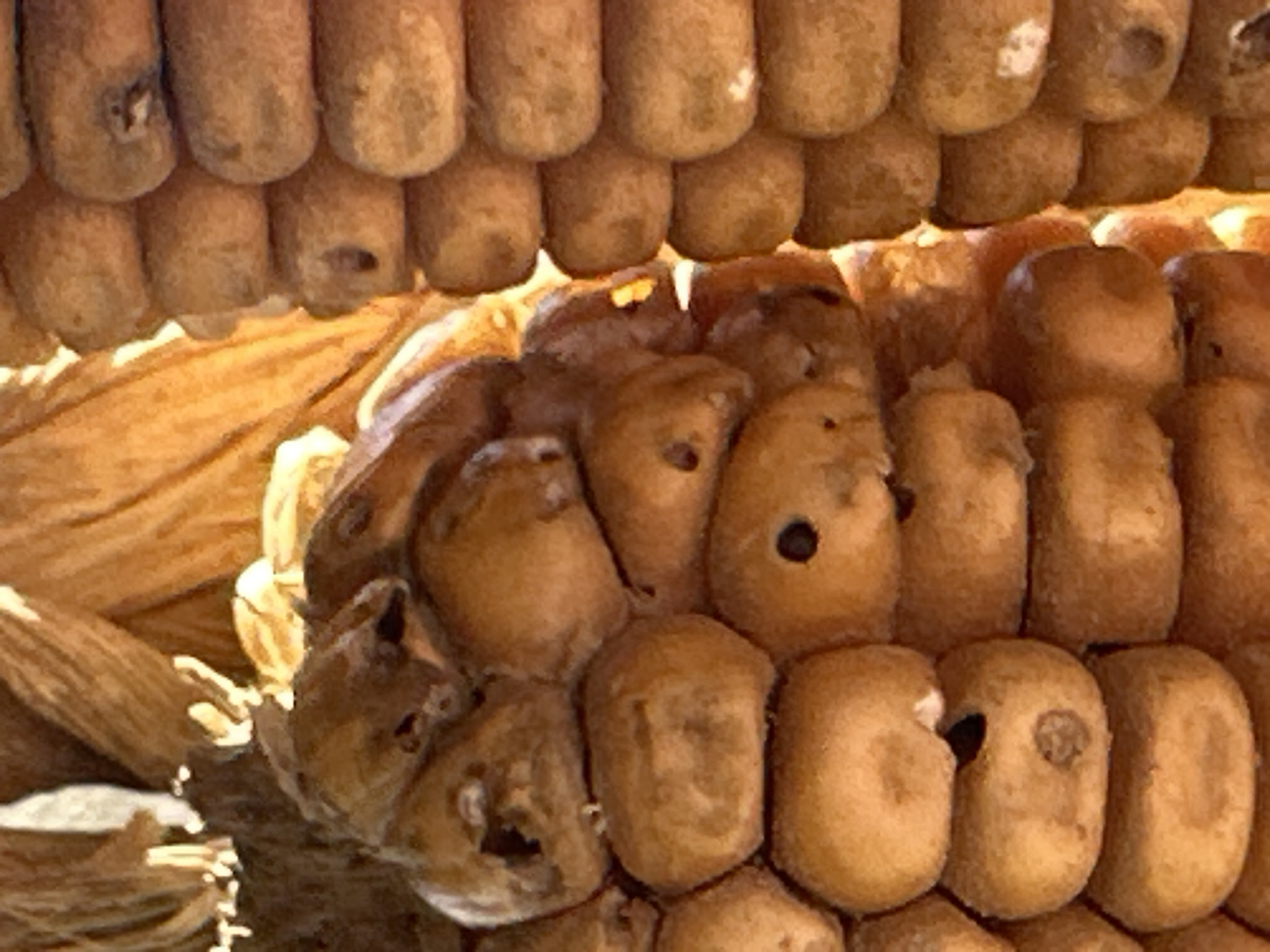 The image presents a close-up, vertical view of dried corn, situated in what appears to be an agricultural storage or processing area in Tú Lệ, a commune in Văn Chấn District, Yên Bái Province, Vietnam. On the left side of the frame, a mass of irregularly shaped, dried corn kernels, some detached and others partially affixed to remnants of cobs, is visible. Several kernels within this cluster exhibit dark brown or black discolorations and surface imperfections. Portions of fibrous, light brown material, consistent with dried corn husks, are present in the upper left and central background. On the right side, multiple parallel rows of horizontally stacked, dried corn cobs or cob segments form a distinct, vertically oriented structure. The kernels on these stacked cobs are generally uniform in their arrangement along the cob, but some also display dark spots and slight shriveling. The overall lighting is warm, indirect, and diffused, illuminating the upper section of the depicted corn.