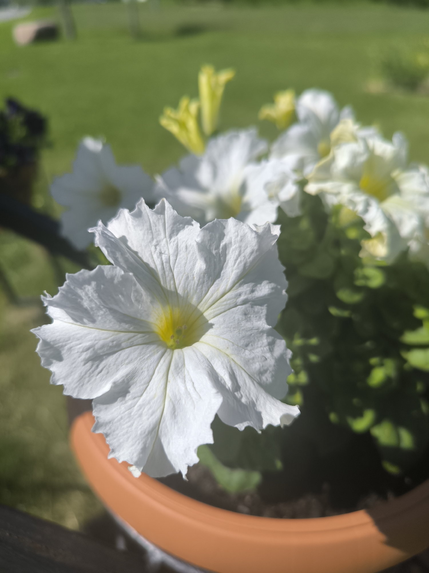 In the foreground, a white petunia flower with a yellow center is in focus, its delicate, ruffled petals catching the sunlight. The flower is planted in an orange terracotta pot, which is partially visible at the bottom of the frame. Behind the prominent petunia, other white and yellow petunias bloom in a cluster, their forms softened by a shallow depth of field. The background consists of a blurred green lawn with some indistinct shapes that might be outdoor furniture or landscaping elements. The scene appears to be an outdoor setting on a sunny day. The location is identified as Laskino, Russia.