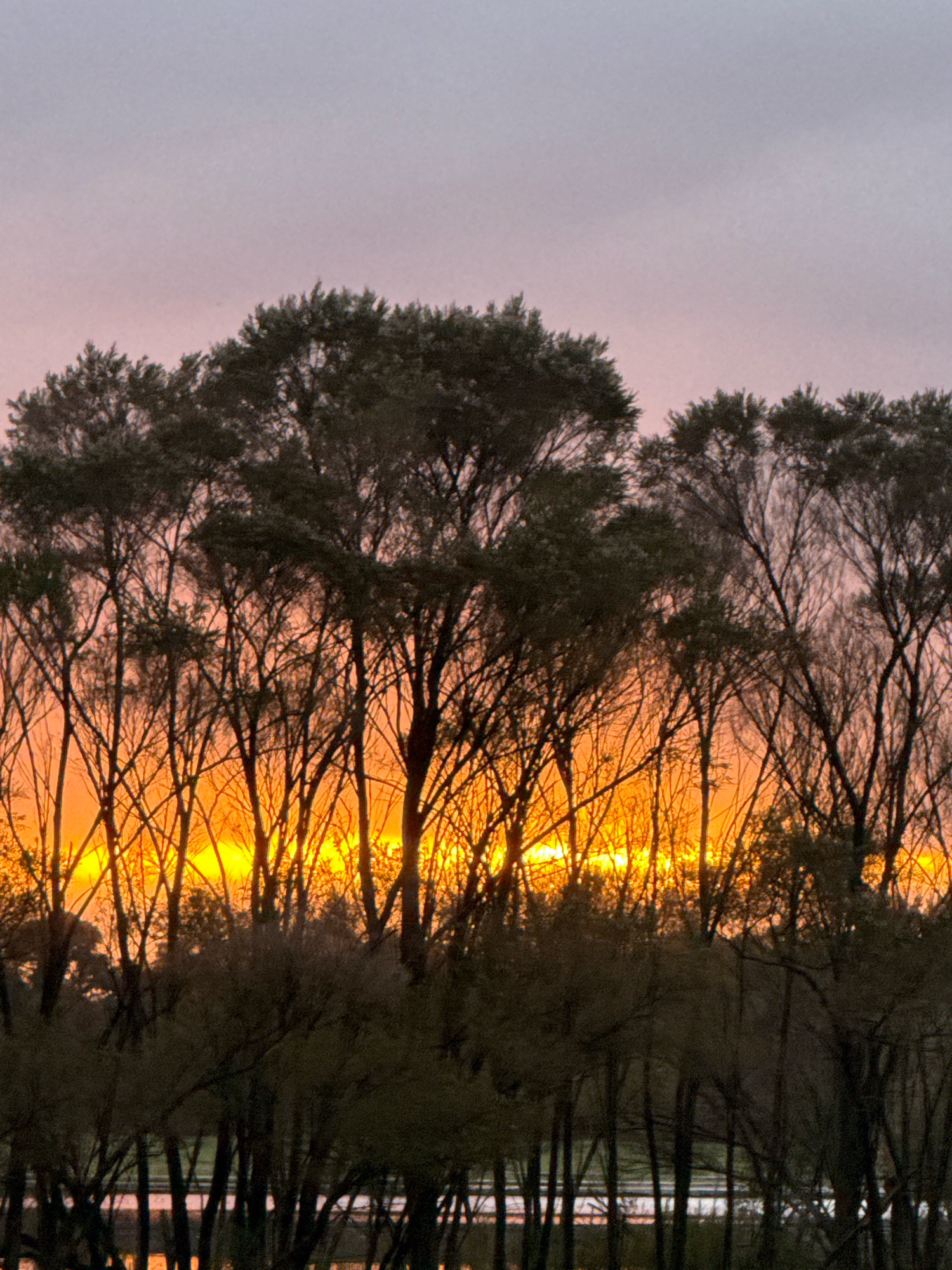 A serene landscape photograph captures a vibrant sunset over a dense line of trees. The sky transitions from a soft pink and purple near the top to a brilliant yellow and orange as it meets the horizon. Silhouetted against this dramatic sky, the trees are a dark mass of branches and foliage. The lower portion of the image reveals more trees, some appearing bare-branched and others with fuller canopies. A body of water, reflecting the sunset's colors, is visible in the distance at the very bottom of the frame. The scene evokes a sense of tranquility and natural beauty.