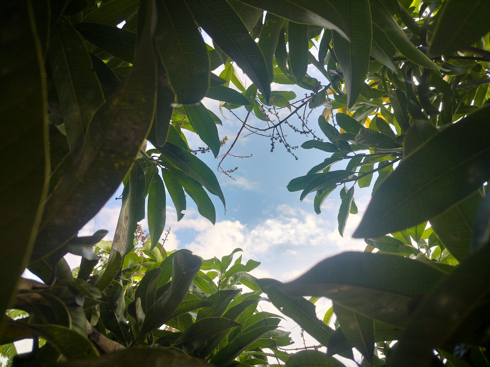 The image is a low-angle shot looking up through the dense canopy of a mango tree in Lembahalas, Indonesia. The leaves of the mango tree dominate the foreground and edges of the frame, creating a natural border. Through the gaps in the foliage, a bright blue sky with scattered white clouds is visible. The sunlight filters through the leaves, creating highlights and shadows. Small, undeveloped mango flowers or fruit are visible on thin branches extending into the sky. The scene captures a typical natural environment within the specified location.