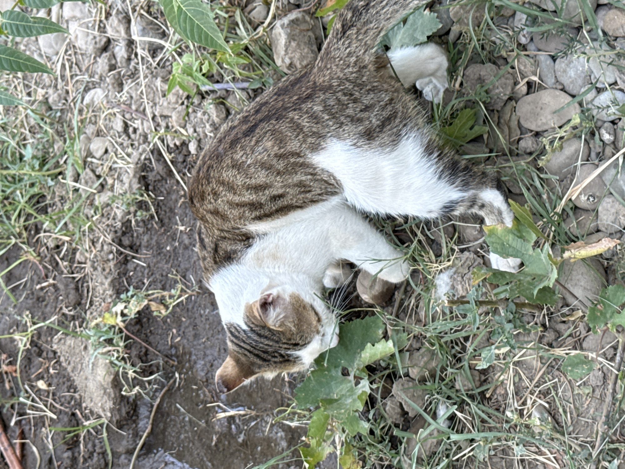 A brown and white cat is shown from a high angle, facing towards the left of the frame. The cat is crouched down with its head lowered to the ground, appearing to sniff at a green leaf. The cat's fur is a mix of tabby brown stripes and white patches. Its tail is extended behind it, showing more tabby markings. The environment consists of dirt, gravel, and sparse green vegetation. There is a small puddle of water to the left of the cat. The lighting suggests it is daytime.