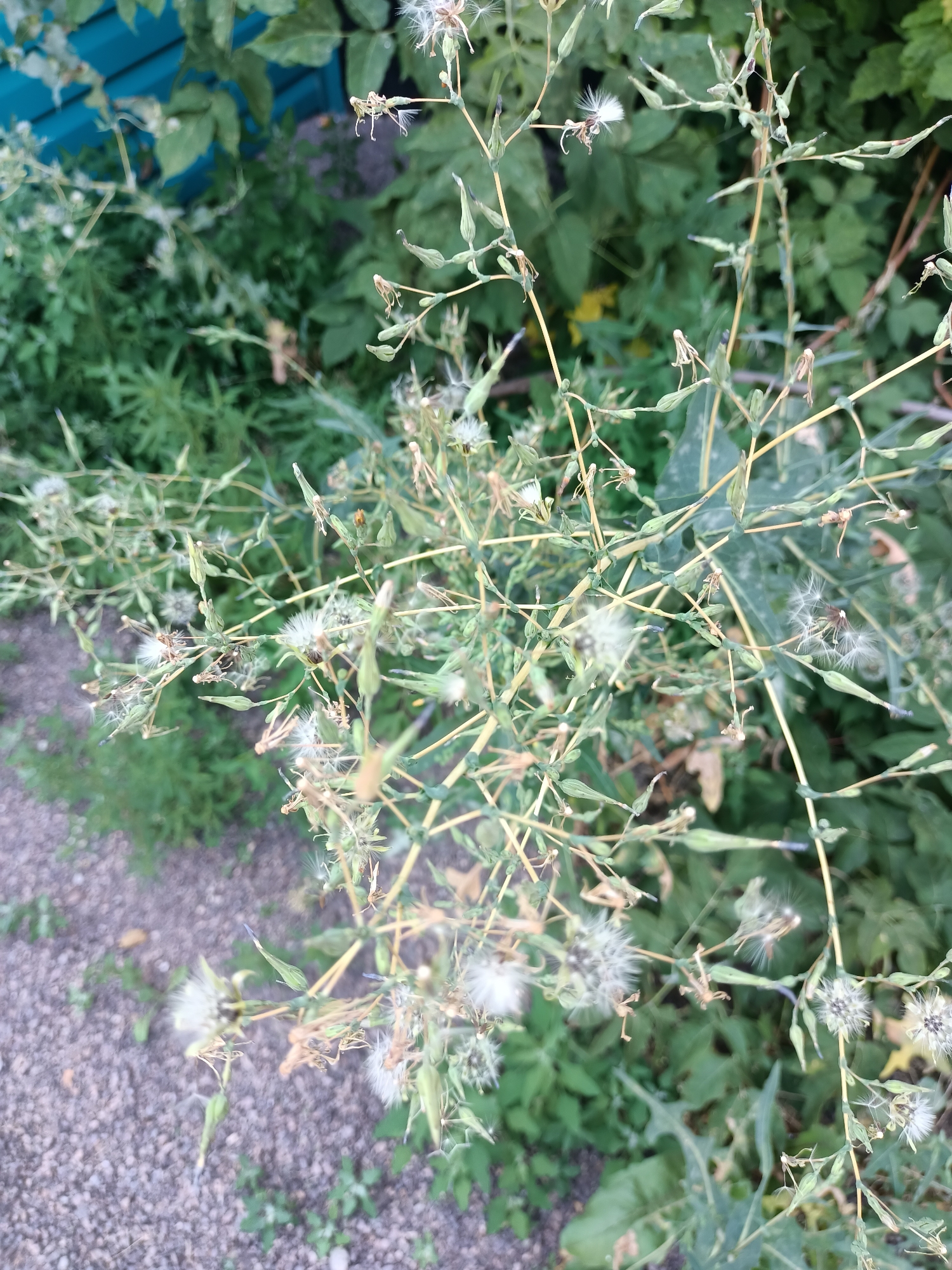 The image shows a close-up of wild lettuce plants with their seed heads gone to seed, creating a fluffy, dandelion-like appearance. The plants have thin, dry stems and small, green seed pods. The background is a blur of green foliage and a patch of grey gravel, suggesting an outdoor setting. A bright blue object, possibly a fence or wall, is visible in the upper left corner. The scene appears to be a natural or semi-natural area, possibly a garden or roadside, in the city of Abay, Kazakhstan. There are no people or animals present in the image. The overall impression is one of late summer or early autumn, with plants in the process of dispersal.