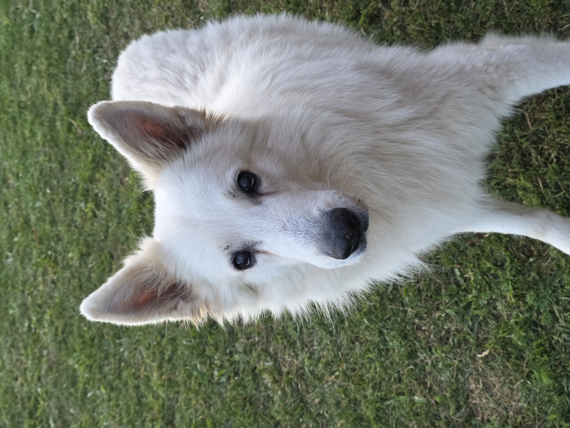 The image shows a white German Shepherd dog standing on a lawn. The dog is facing the camera, with its ears perked up and its eyes looking directly at the viewer. The dog's fur is long and fluffy, and it has a black nose and dark eyes. The background is a green lawn with some dry patches. The lighting suggests it is daytime, possibly late afternoon due to the angle of the shadows. There is no indication of the city of Речицы, Russia, or any other specific location. The scene is a simple portrait of a dog in an outdoor environment.