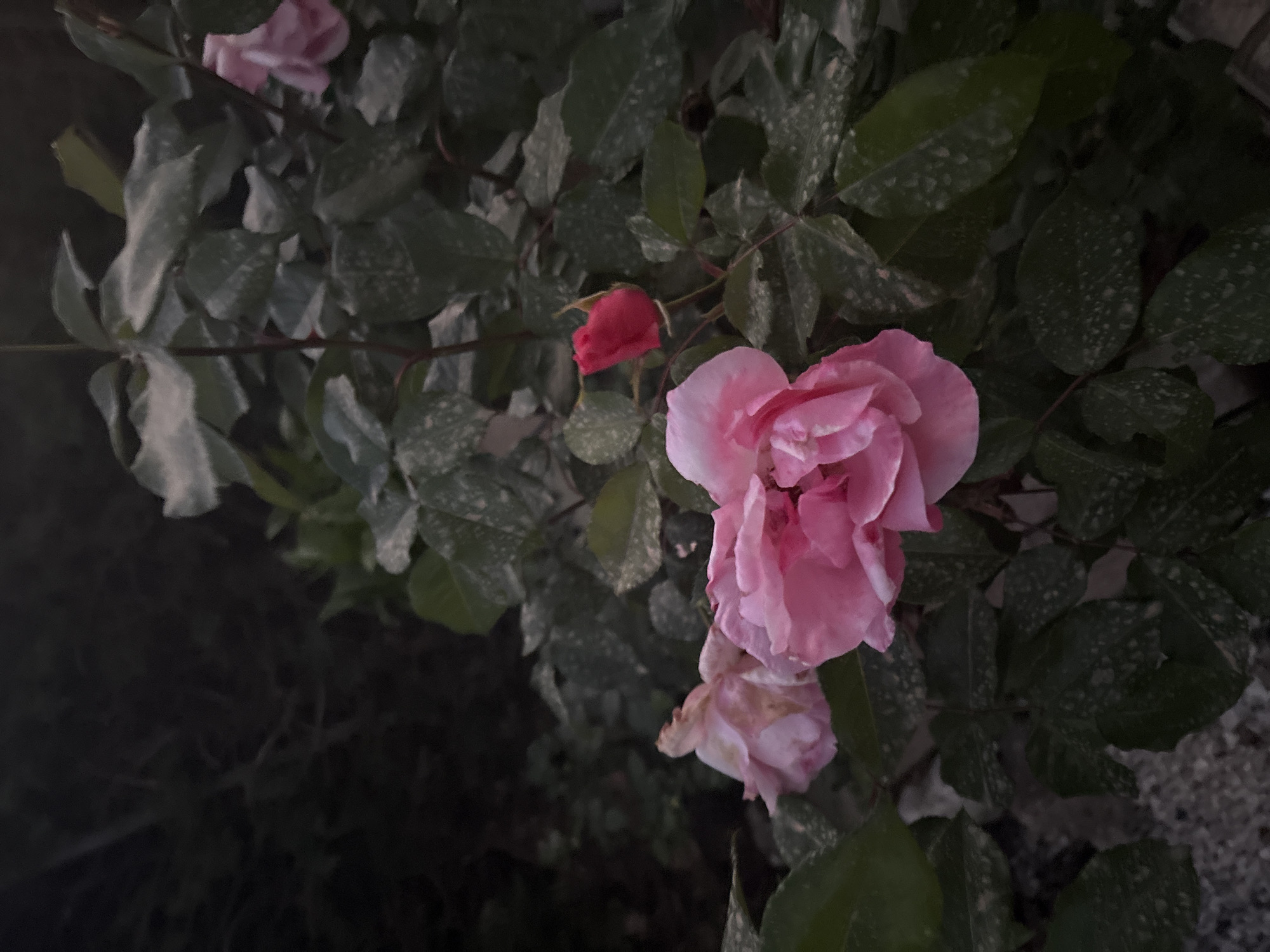 The image depicts a close-up of rose bushes in Urbanización Encinares De Alcolea, Spain. The focus is on several pink roses in various stages of bloom, along with a single red bud. The leaves of the rose bushes are dark green and show signs of spotting. The overall lighting suggests it is either evening or an area with low light conditions. The background is dark and indistinct, with a hint of gravel or stone visible on the right. No people are visible.