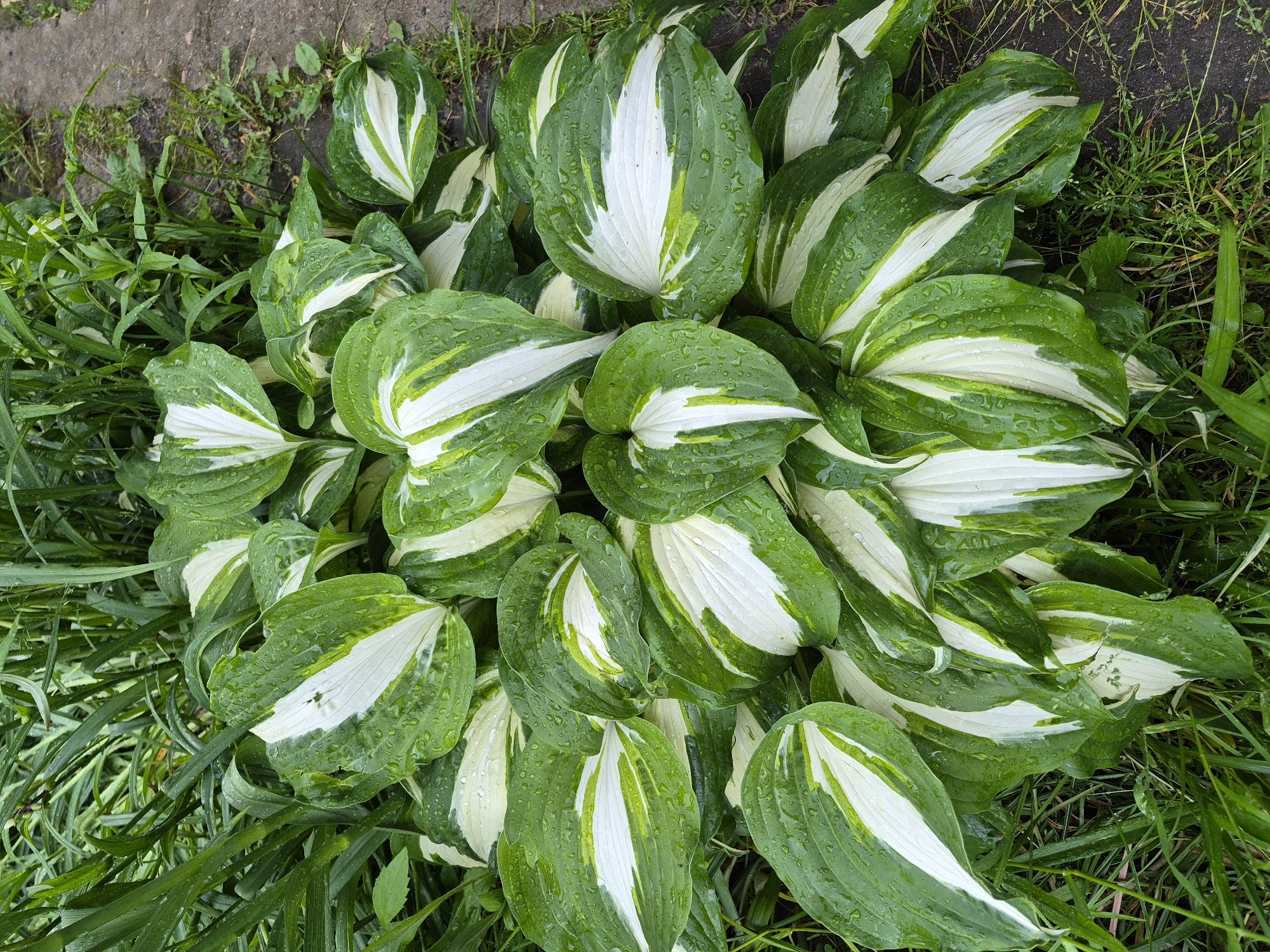 The image displays a dense cluster of variegated Hosta plants, located in Hlevakha, Ukraine, immediately following exposure to moisture. The plants exhibit numerous broad, ovate leaves, each characterized by a prominent central creamy-white to white section flanked by dark green margins. Several leaves also show distinct lighter green streaks within the darker green areas. The entire surface of the foliage is covered with numerous clear water droplets. Minor perforations and tears are visible on some leaf surfaces. Surrounding the Hosta plants, to the left and rear, are various other green plants and tall grasses, also bearing water droplets. To the right of the Hosta cluster, a narrow, unpaved strip of dark soil, interspersed with small gravel and sparse short grass, defines the edge of the planting area. No human subjects, animals, or artificial structures are discernible within the frame.