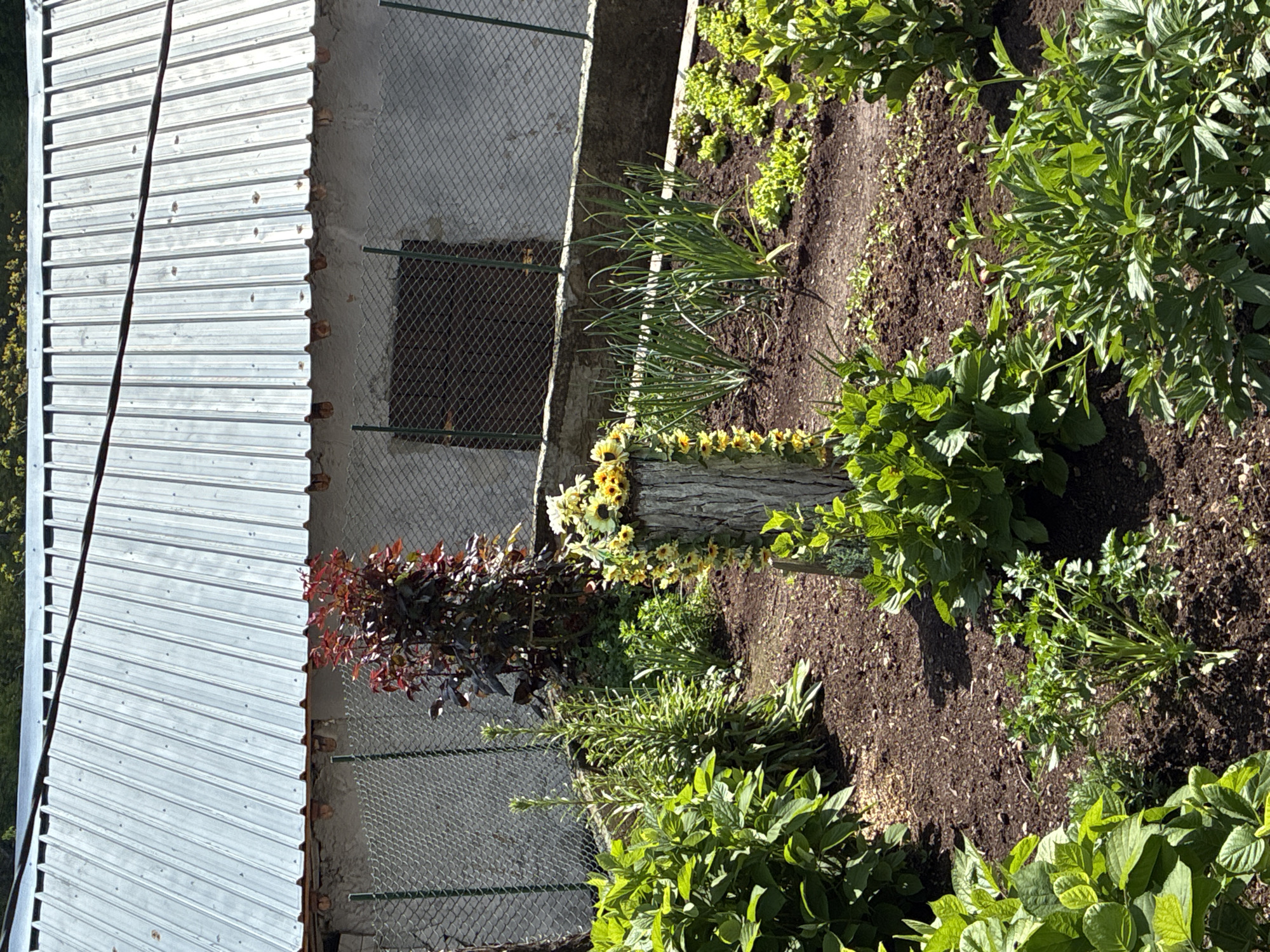 This image presents a sunny garden scene in Bokilovtsi, Bulgaria, featuring a variety of plants alongside a rustic building. The image is oriented to show the garden bed in the foreground and middle ground, with a building structure in the background on the left.
The garden bed is filled with dark, rich soil, supporting several types of lush vegetation. In the center, an upright tree stump or log serves as a focal point, decorated with a string of small, artificial yellow flowers, possibly mini-sunflowers. To the left of the stump, a plant with deep red-purple foliage provides a color contrast. Further into the garden bed, there are several large, bushy green plants, some showing early flower buds, likely peonies. A cluster of tall, grassy green plants grows towards the back of the bed. In the lower right of the frame, a freshly picked bundle of green herbs, possibly parsley, lies on the soil, suggesting recent gardening activity.
Behind the garden, a building features a corrugated silver metal roof on the left, characterized by horizontal ridges and visible fasteners. Below the roof is a concrete wall or foundation, part of which is covered by a green-coated chain-link fence over an opening or window. A concrete retaining wall separates the garden bed from the building's foundation. The scene is illuminated by bright daylight, casting clear shadows and indicating sunny weather. No discernible text is visible in the image.