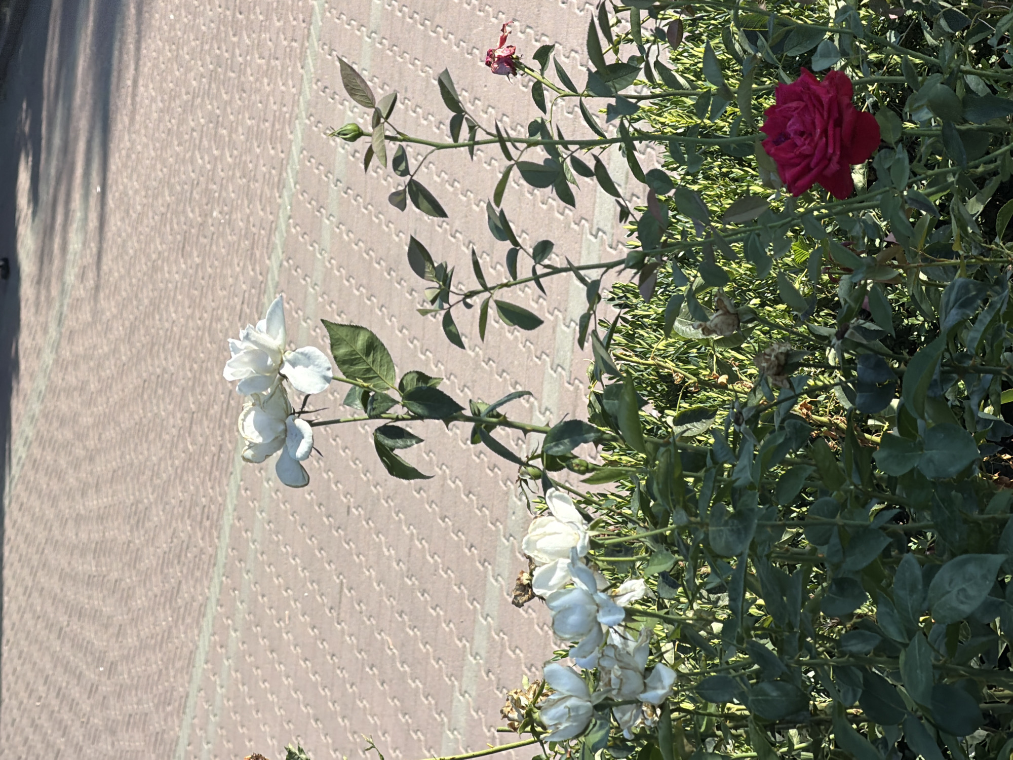 The image shows a close-up view of rose bushes in an urban setting. In the foreground, lush green rose bushes are visible, with several white roses and one deep red rose in bloom. Some dried and wilting roses are also present, along with numerous rosebuds. The background features a patterned paved area, likely a sidewalk or pathway, with distinct zig-zagging lines formed by interlocking bricks. Sunlight casts shadows on the paving, indicating a bright day. The scene is devoid of any discernible landmarks specific to Rostov-on-Don, Russia, but the presence of urban paving suggests a public or residential area within a city. No people or animals are present in the frame.