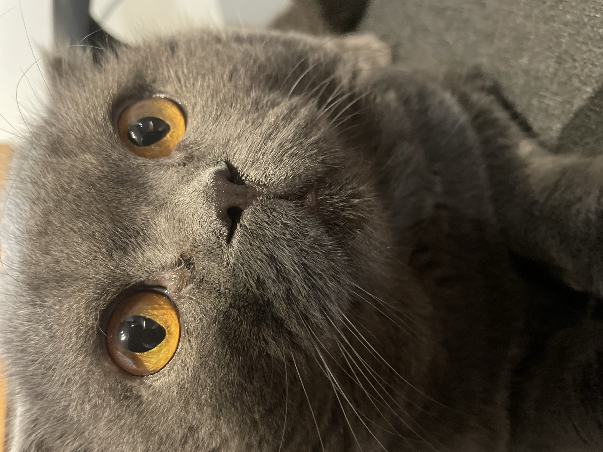 A close-up, eye-level, portrait of a grey Scottish Fold cat with large, bright orange eyes. The cat's fur is short and appears soft. The cat's ears are folded down, characteristic of the breed. The background is blurred and out of focus, suggesting the cat is indoors. The lighting is warm, highlighting the cat's facial features. The cat's whiskers are long and prominent. The nose is a dark pinkish-brown. There is no visible clothing or any identifiable urban environment. The scene appears to be a domestic setting.