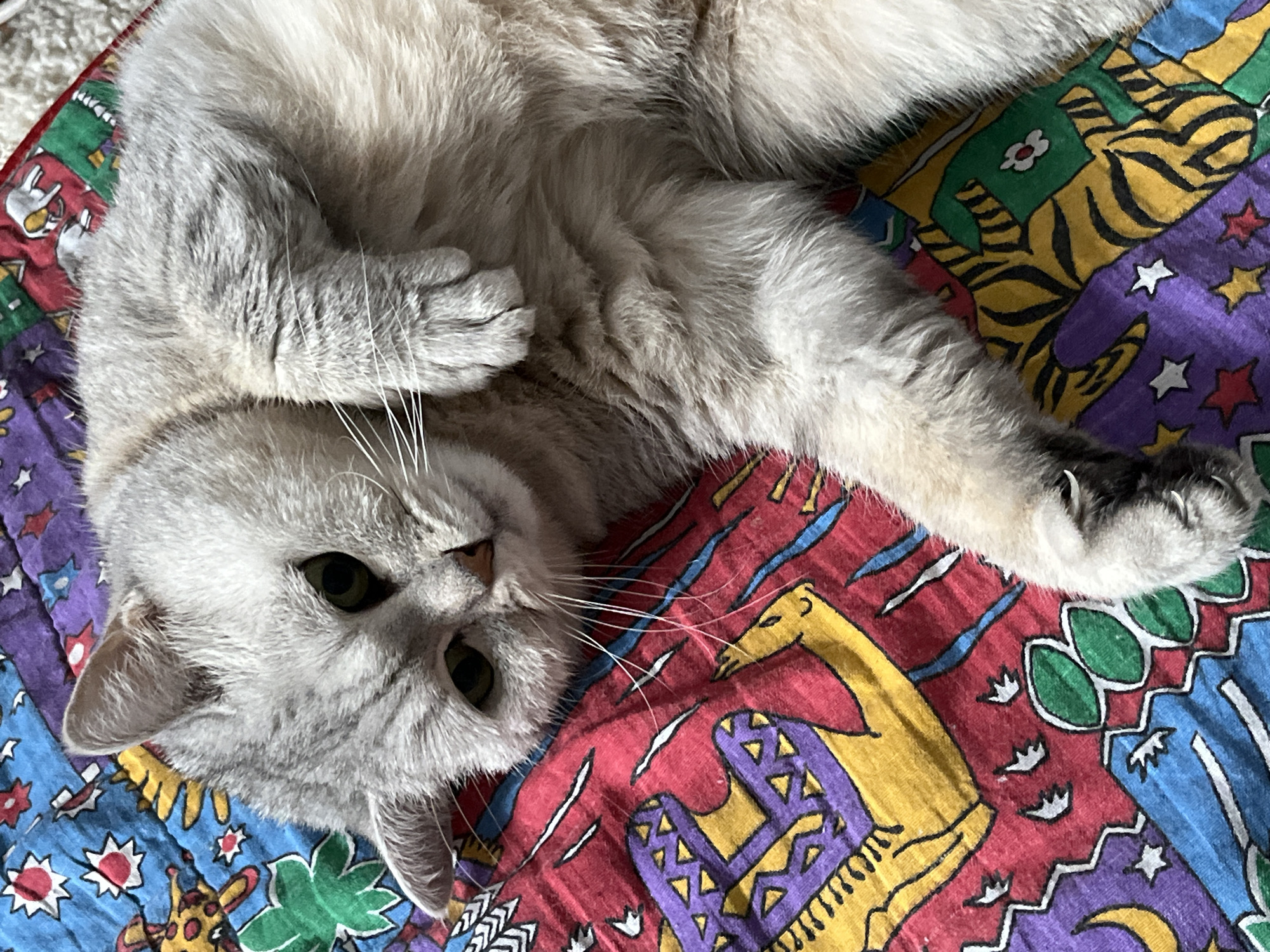 A light-gray tabby cat with green eyes rests on a colorful patchwork quilt. The cat is lying on its side, with one paw curled under its chest. The quilt has a pattern of various shapes and figures, including animals, flowers, and stars. The cat is the central focus of the image. There is no information in the image that would allow for the determination of the location in Chaikovsky, Russia.