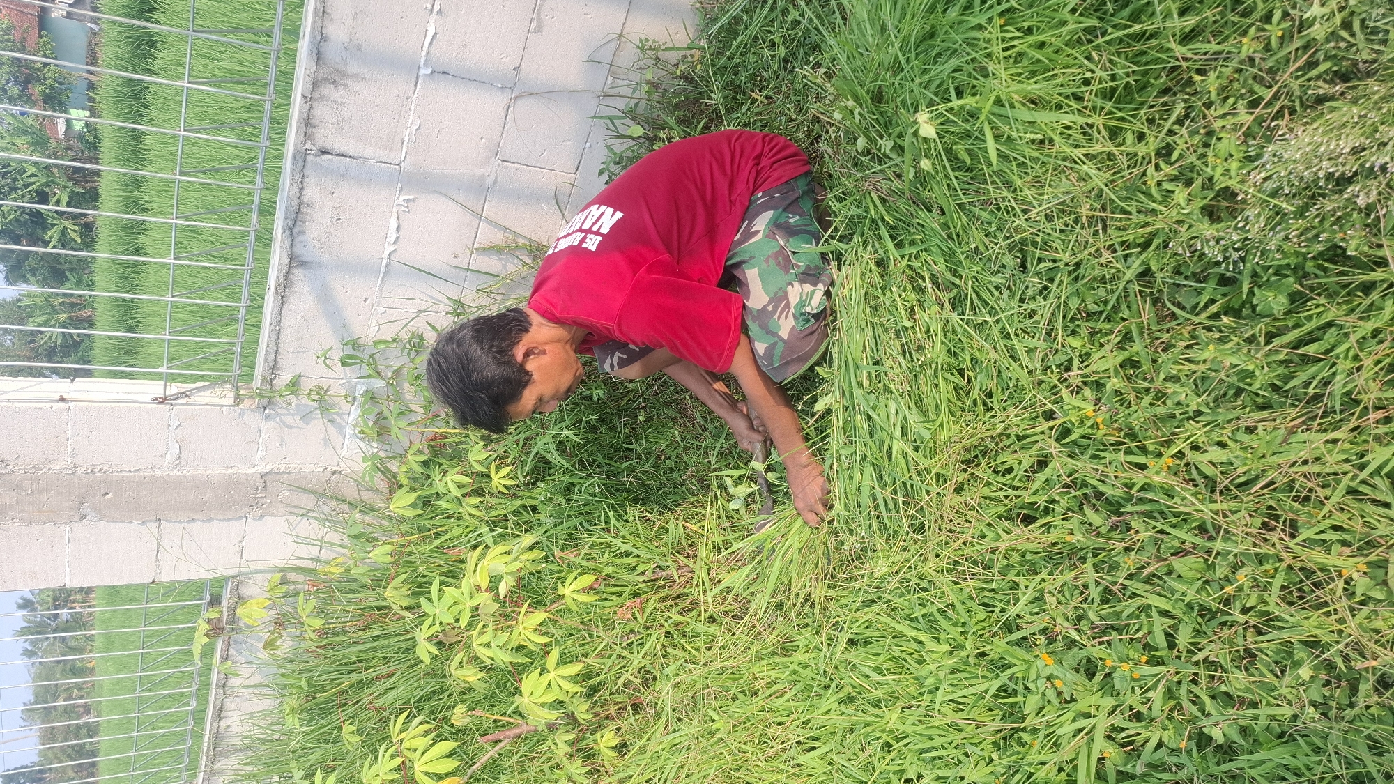 In Rahong, Indonesia, a man in a red shirt and camouflage shorts is kneeling in tall grass, appearing to cut or gather it with a small tool. He is positioned near a white concrete wall topped with a metal fence. Beyond the fence, a lush green rice field stretches towards a backdrop of trees and buildings. The sun casts shadows, indicating it is likely late afternoon or early morning. The surrounding vegetation is dense with various green plants and some small yellow flowers.
