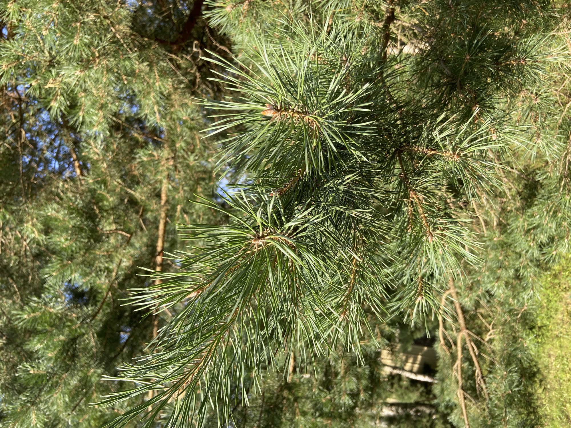 In the city of Зимородок Днп, Russia, a close-up, eye-level, outdoor shot focuses on the needles of a pine tree. The pine branches are detailed and vibrant green, with some lighter green new growth. The needles are long and sharp, clustered together on the branches. In the background, more pine trees are visible, creating a dense, green canopy. The sky is a bright blue, peeking through the branches in some areas. Sunlight filters through the needles, casting dappled shadows. The lower portion of the image shows a hint of green grass, suggesting the trees are situated in a natural or park-like setting. There are no people or animals present in the frame.