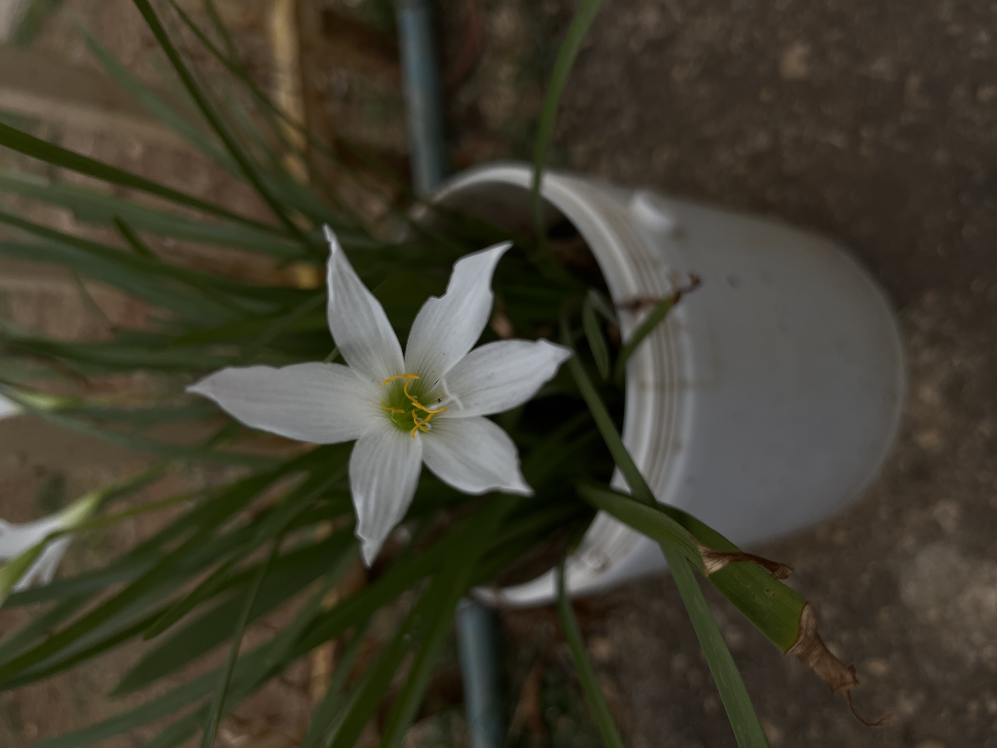 The image depicts a white flower with six petals and yellow stamens, growing in a white plastic pot. The pot is surrounded by long, green leaves. The scene appears to be outdoors, with a concrete or gravel surface in the background. The image was likely taken in Tinaquillo, Venezuela.