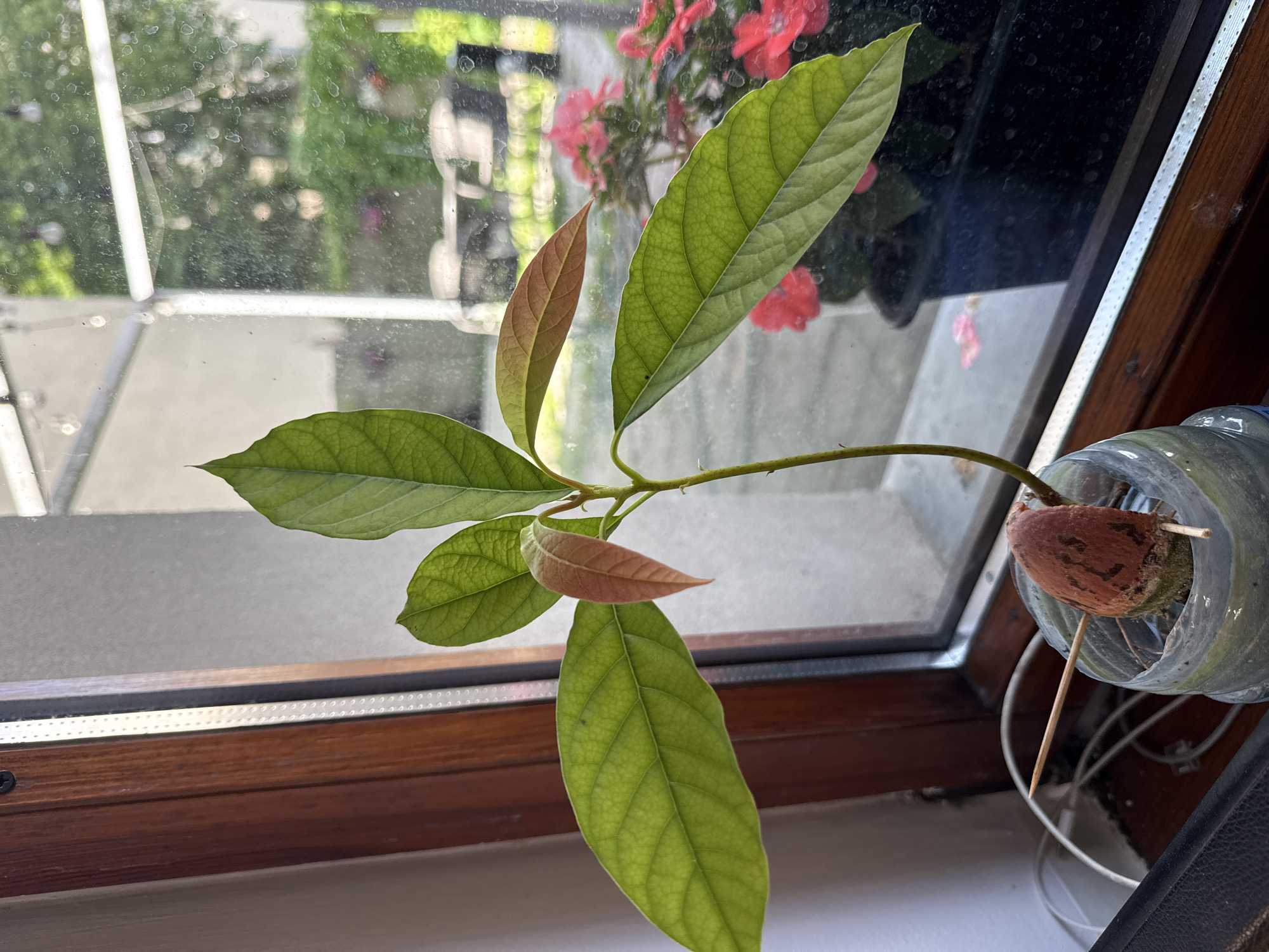 A young avocado plant is growing in a clear plastic bottle filled with water. The bottle is placed on a windowsill, with a wooden frame surrounding the window. The plant has a brown avocado pit at its base, supported by two toothpicks. A thin stem rises from the pit, bearing several large, green leaves and a smaller, reddish-brown leaf. Outside the window, a blurry garden scene is visible, with red flowers in a black pot. The overall lighting suggests it is daytime. The location is described as Łódź, Poland.