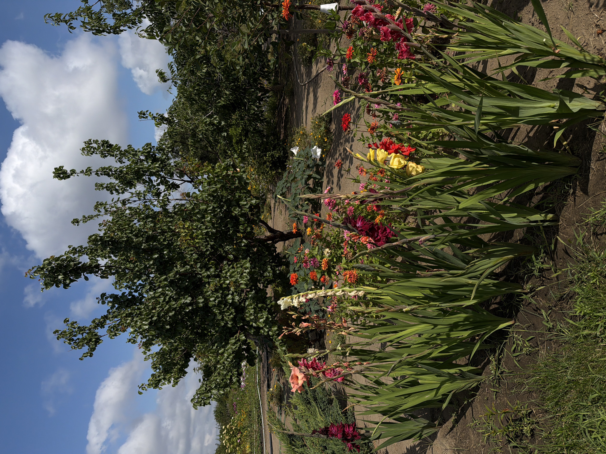 In the city of Kamyshin, Russia, a row of gladiolus flowers, in shades of pink, orange, yellow, and deep red, stand tall in a garden setting. Behind them, a variety of other flowers, including zinnias, bloom in a vibrant display. Lush green trees, with full canopies, dominate the background, suggesting a park or botanical garden. The sky above is a clear blue, dotted with fluffy white clouds. The ground is covered in dark soil and patches of grass. The scene is peaceful and serene, capturing the beauty of a summer garden.