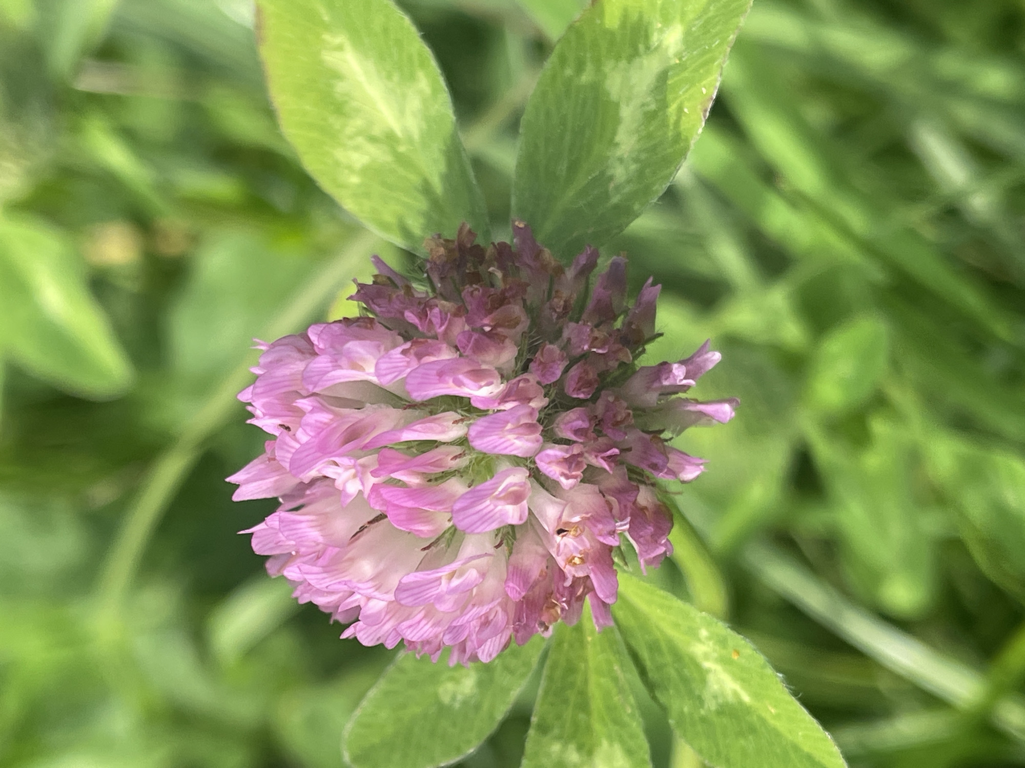 A close-up, slightly overhead shot showcases a pink clover flower in focus against a blurred green background of grass and foliage. The flower head is spherical and composed of many small, elongated petals. Some of the petals are lighter pink, while others are a deeper shade of pink or reddish-purple, particularly at the base and outer edges. Visible within the flower are tiny brown specks, possibly stamens or other floral parts. The clover also has several green leaves, some of which are visible around the flower. These leaves are ovate with a lighter, almost marbled pattern. The overall lighting suggests it is daytime. The location is a park in Krasnogorsk, Russia.