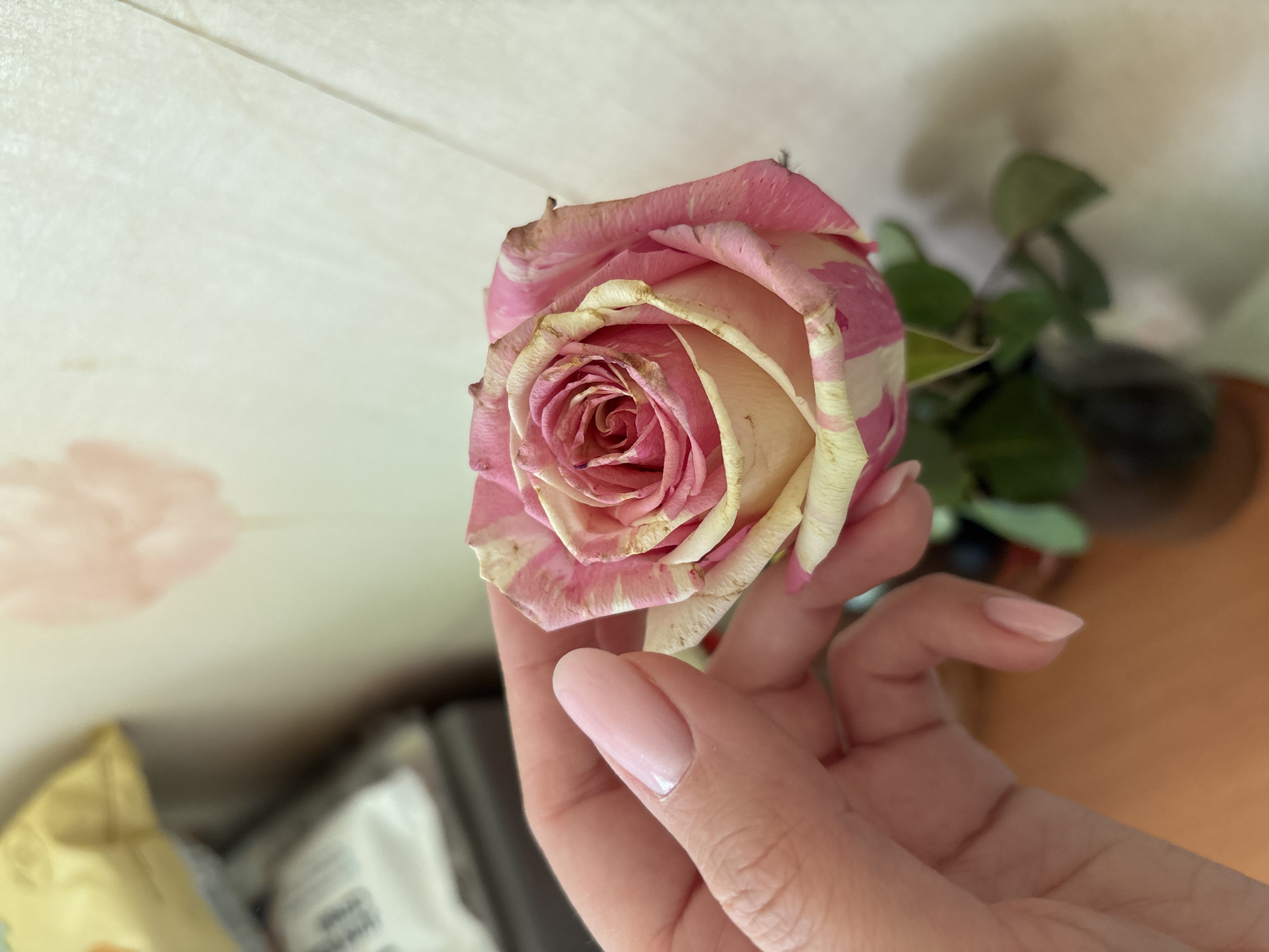 The image features a close-up view of a human hand delicately holding a single variegated rose against a soft, indoor background. The rose displays petals with a marbled pattern of pink and creamy white, exhibiting signs of age with brown, dried edges and tips on many of the outer petals. The inner petals, still tightly wound, retain a richer pink hue.
A right hand, appearing to be female with well-groomed, light pink or nude-colored nails, gently supports the rose. The fingers are partially visible, tenderly cradling the flower just below its bloom.
The background is a light-colored, possibly off-white or beige wall with a subtle, indistinct texture visible on the left side. To the right and behind the rose, a blurred green plant with several leaves can be seen, likely in a dark brown pot. Below the rose and the hand, on the bottom left, some out-of-focus objects, including a yellow package and other light-colored items, are partially visible, resting on what appears to be a light wooden surface. The setting suggests an indoor environment, such as a home in Rusanovo, Russia, with soft, natural lighting. The image captures a quiet moment of observation or appreciation for the flower, which, despite its fading beauty, is still carefully held. No visible text is present.