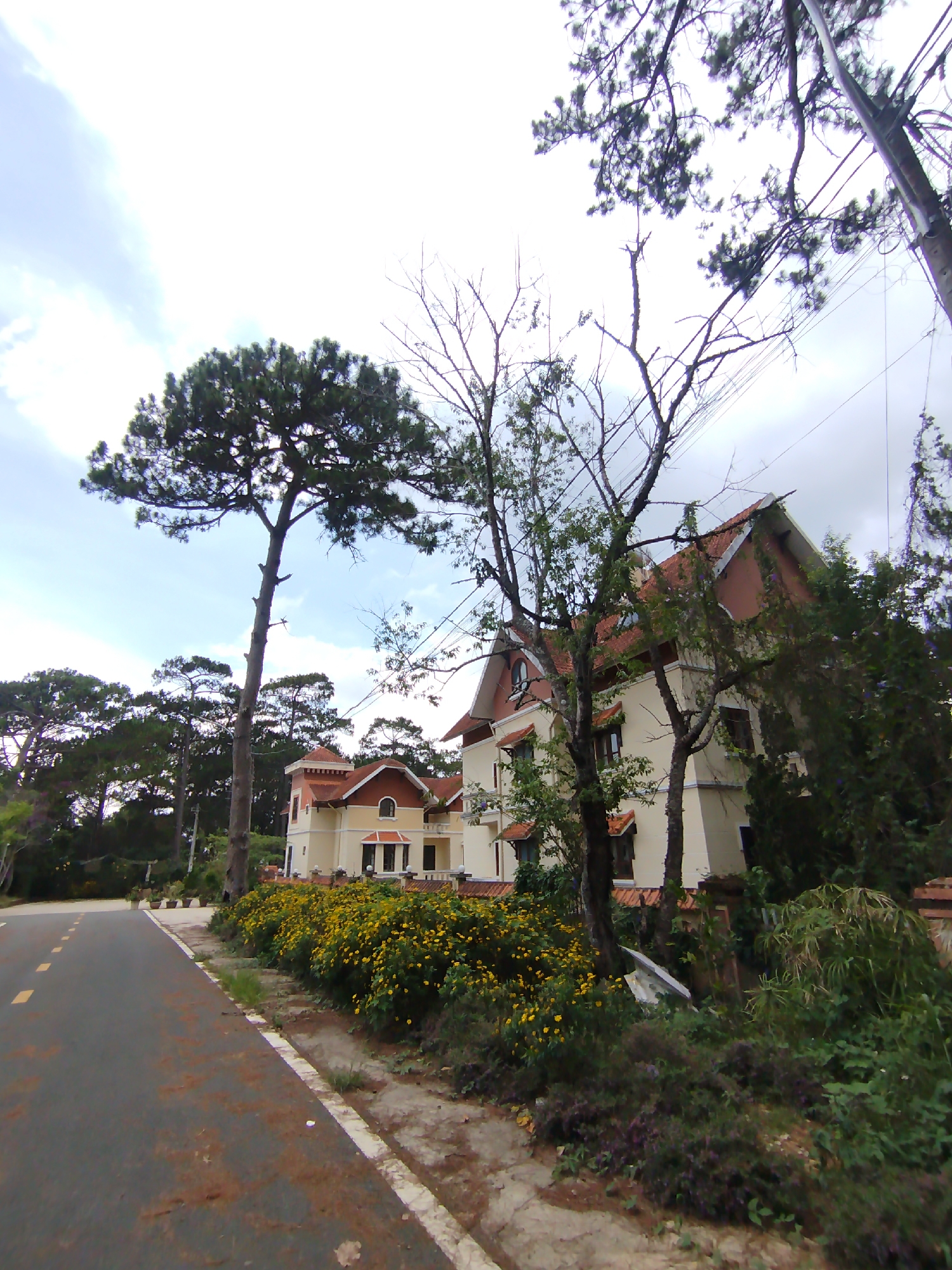 Captured at eye-level, the photograph portrays a street scene in Da Lat, Vietnam, on a day marked by overcast skies. A two-story building with a beige façade, distinguished by a red-tiled roof and accents, serves as a focal point. Its design incorporates multiple windows and dormers. Adjacent to the building, a vibrant row of yellow flowers runs along the road.
The asphalt road itself exhibits signs of wear, characterized by dark patches and debris, delineated by a white line on its perimeter. The roadside vegetation transitions into an overgrown area, including a mix of trees with bare branches and verdant foliage. Overhead, utility lines are visible against the sky.