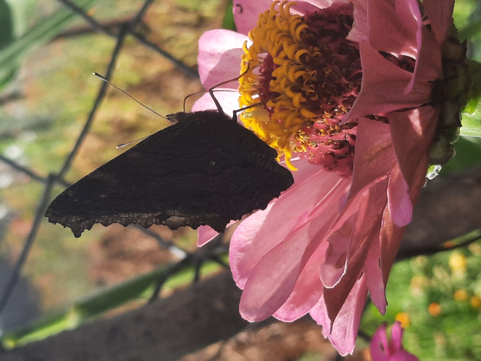 A dark brown butterfly with frayed edges on its wings is perched on a pink zinnia flower. The butterfly's antennae are thin and black, with white tips. The center of the zinnia is a cluster of yellow florets with dark red pistils. The background is blurred, showing green foliage and a hint of a wire fence. The image was likely taken outdoors, possibly in a garden or park. The specific location in Shklov, Belarus, is not evident from the image itself.