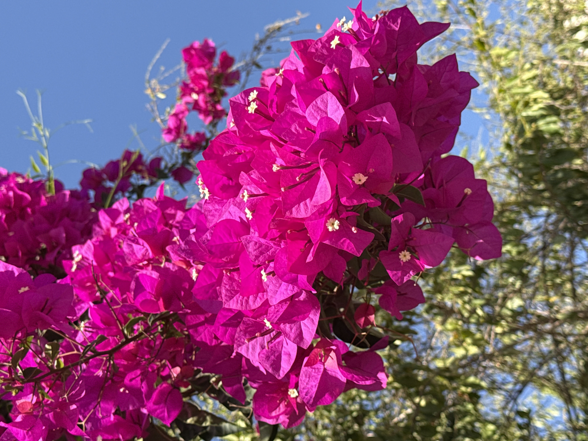 A low-angle, medium shot captures a cluster of vibrant pink bougainvillea flowers against a bright blue sky. The flowers are in sharp focus, with delicate white stamens visible at their centers. The bougainvillea vine is partially obscured by blurred green foliage and tree branches, suggesting an outdoor setting. The scene appears to be bathed in sunlight, casting subtle shadows on the petals. The image is a close-up view of the flowers, with no people or other discernible objects present. The bright colors and natural elements suggest a warm, possibly Mediterranean climate, consistent with locations such as Lod, Israel.