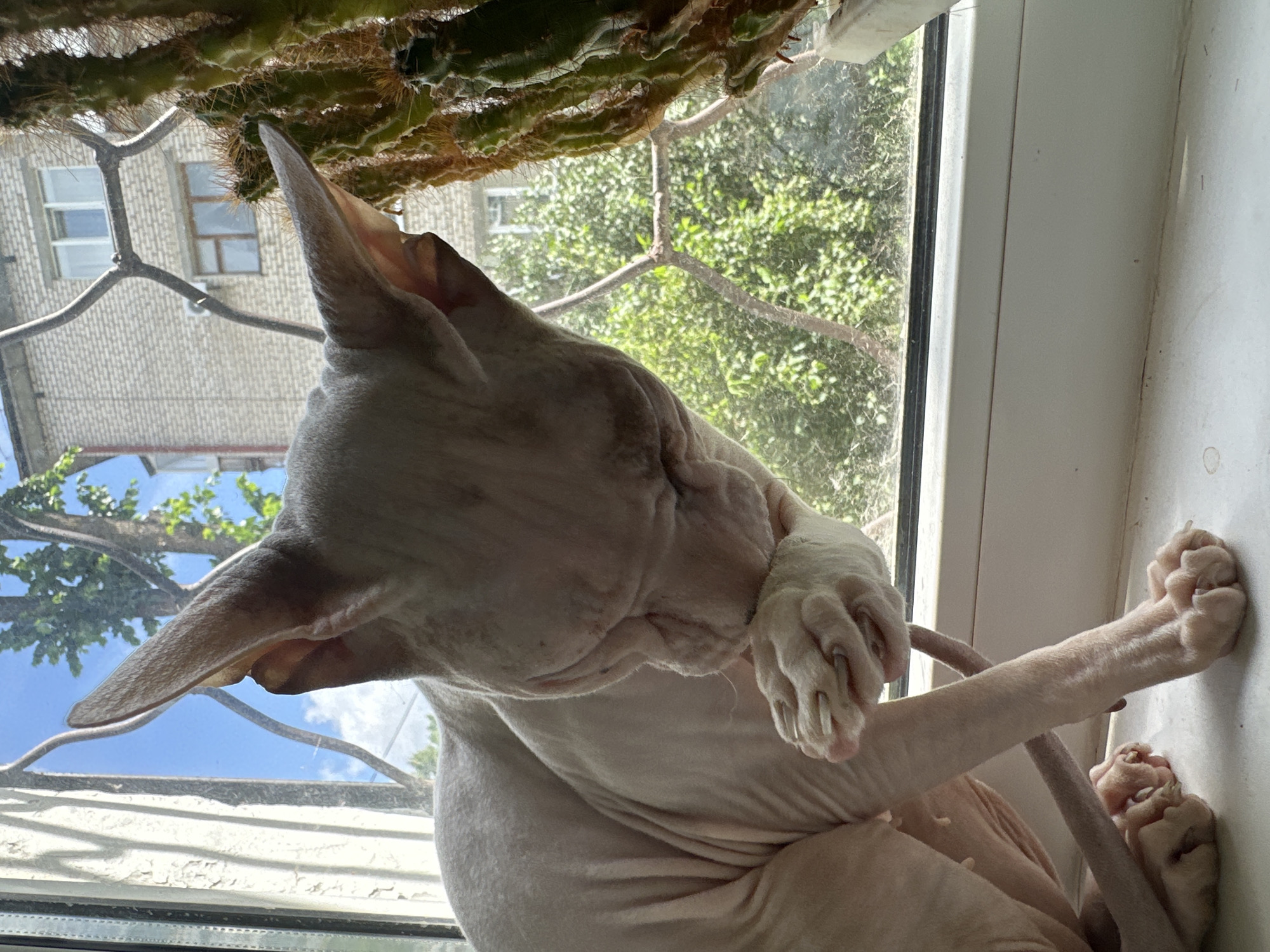 A hairless cat, likely a Sphynx, is grooming its paw on a white windowsill in front of a window. Outside the window, a brick building with windows is visible, as well as green foliage and a blue sky with clouds. A tall cactus in a pot is on the right side of the windowsill, partially obscuring the view outside. A metal grate is attached to the window frame, casting shadows on the scene. The image appears to have been taken in an urban environment.