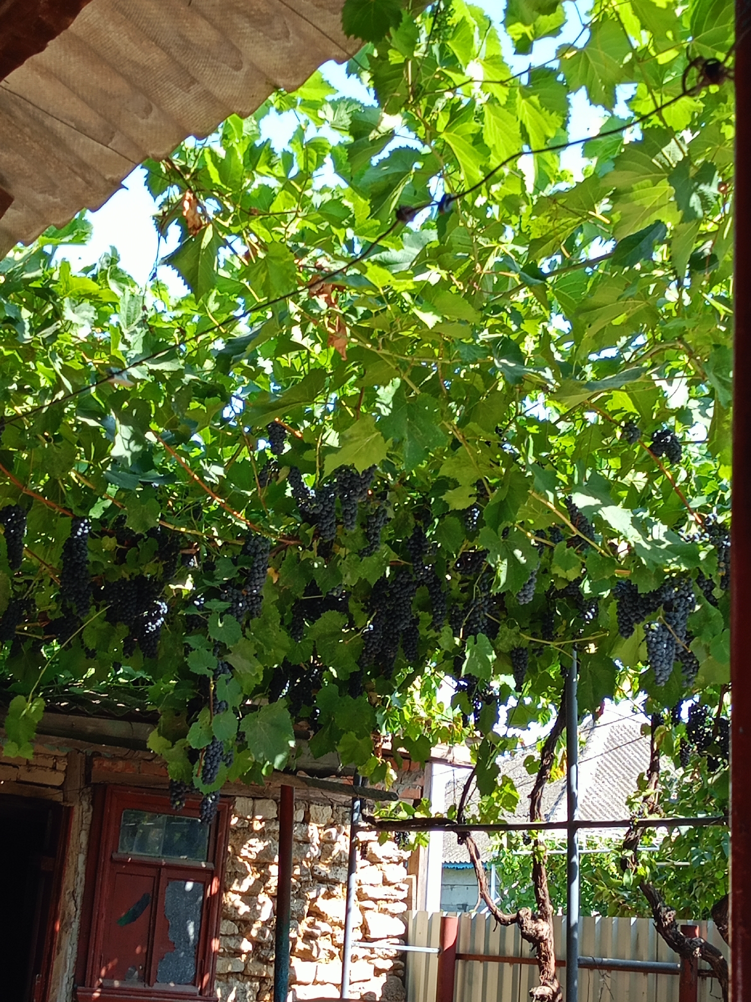 In Baurci, Moldova, an outdoor scene is captured under a vine-covered structure. The foreground is dominated by dense green foliage and numerous clusters of dark purple grapes hanging from thick vines. Beneath the canopy, a weathered brick building with a red-framed window is visible. The windowpane is cracked, and the building's facade displays rustic stonework. The sunlight filters through the leaves, creating a dappled effect on the scene. In the background, a corrugated metal fence and more greenery are apparent, suggesting a rural or semi-rural setting. The overall impression is one of a natural, somewhat unkempt, and rustic environment.