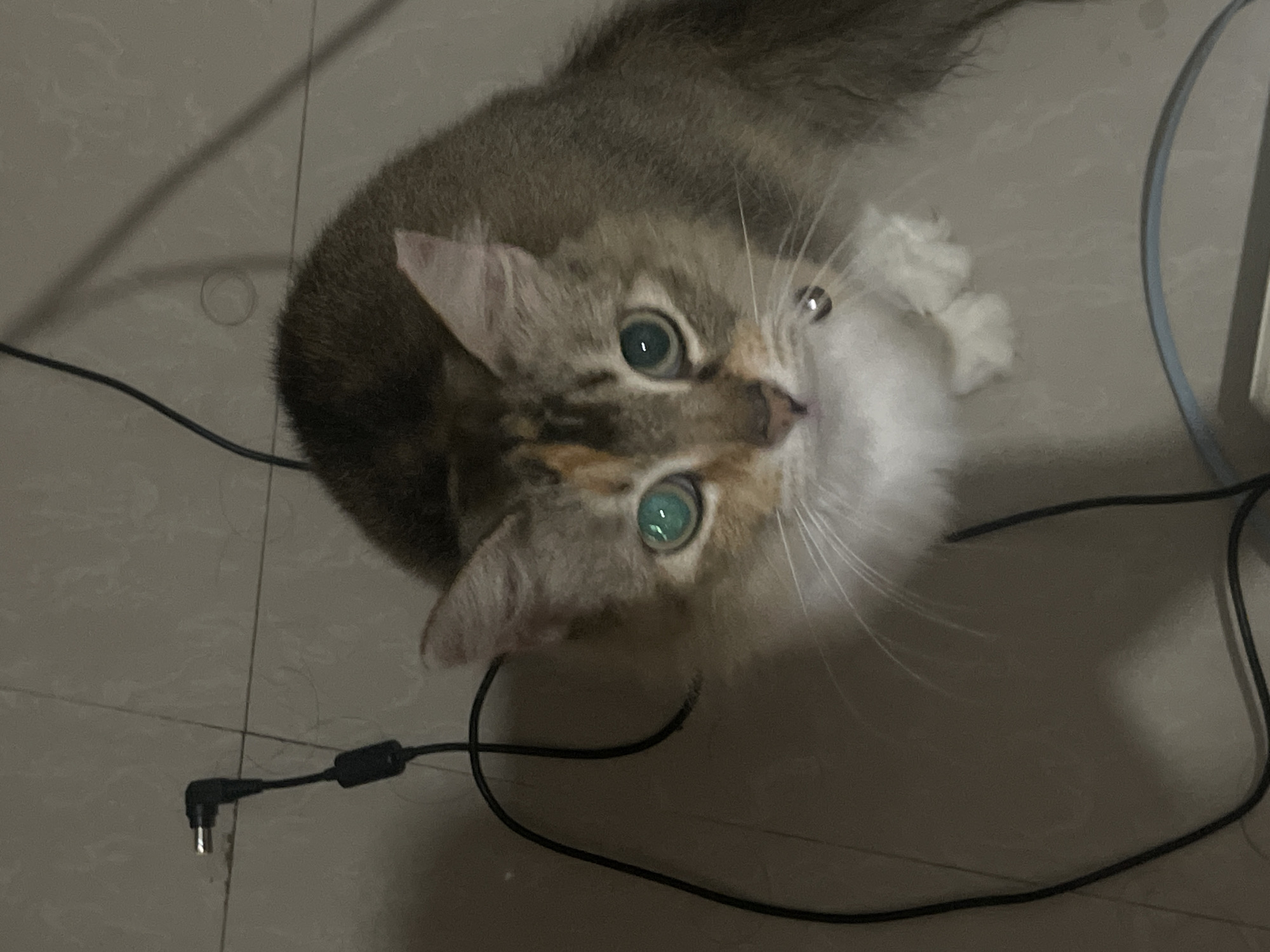 The image shows a close-up, overhead view of a domestic cat lying on a tiled floor. The cat has a calico coat with patches of grey, white, and orange. Its eyes are a striking greenish-blue and appear wide, looking upwards. The cat is wearing a small silver bell on a collar. Wires and cables are visible on the floor around the cat, one of which has an L-shaped connector. The lighting suggests it might be indoors, possibly in the evening or with artificial light. The cat's expression is alert and curious. There is no visible text in the image.