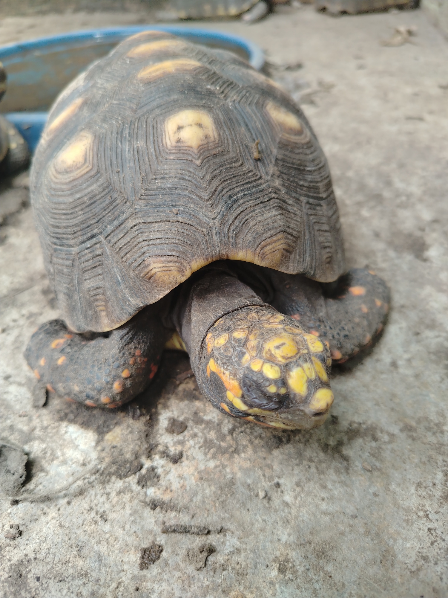A red-footed tortoise (Chelonoidis carbonarius) is positioned on a concrete surface. The tortoise exhibits a dark grey carapace with yellow areoles. Its legs are dark grey with orange markings, and its head has a yellow and dark grey pattern. The background includes a blue plastic container and another tortoise. The image was taken in the city of Tinaquillo, Venezuela.