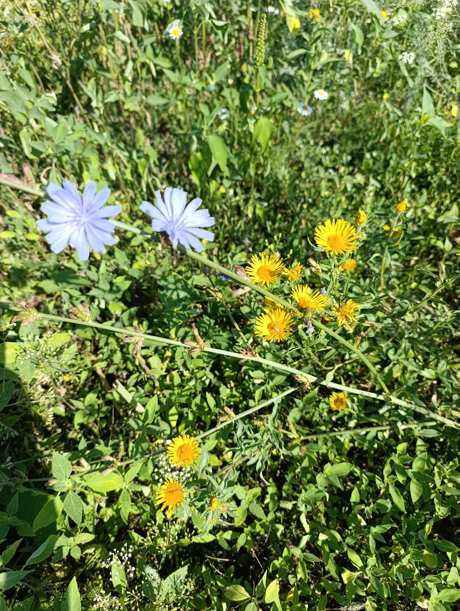 In Samorodovo, Russia, a ground-level, medium-shot photograph captures a dense patch of wild flora bathed in bright sunlight. Two pale blue, daisy-like flowers with ray florets are prominently featured in the upper left quadrant, slightly out of focus. To their right, a cluster of bright yellow, composite flowers with numerous ray florets, resembling small sunflowers, dominate the center and right side of the frame. Interspersed with these larger blooms are smaller white flowers and numerous green leaves and stems, creating a textured tapestry of vegetation. The background is a blur of more green foliage, indicating a natural, uncultivated environment. No people or animals are visible, and no man-made objects are present. The overall scene is one of abundant, sun-drenched nature.