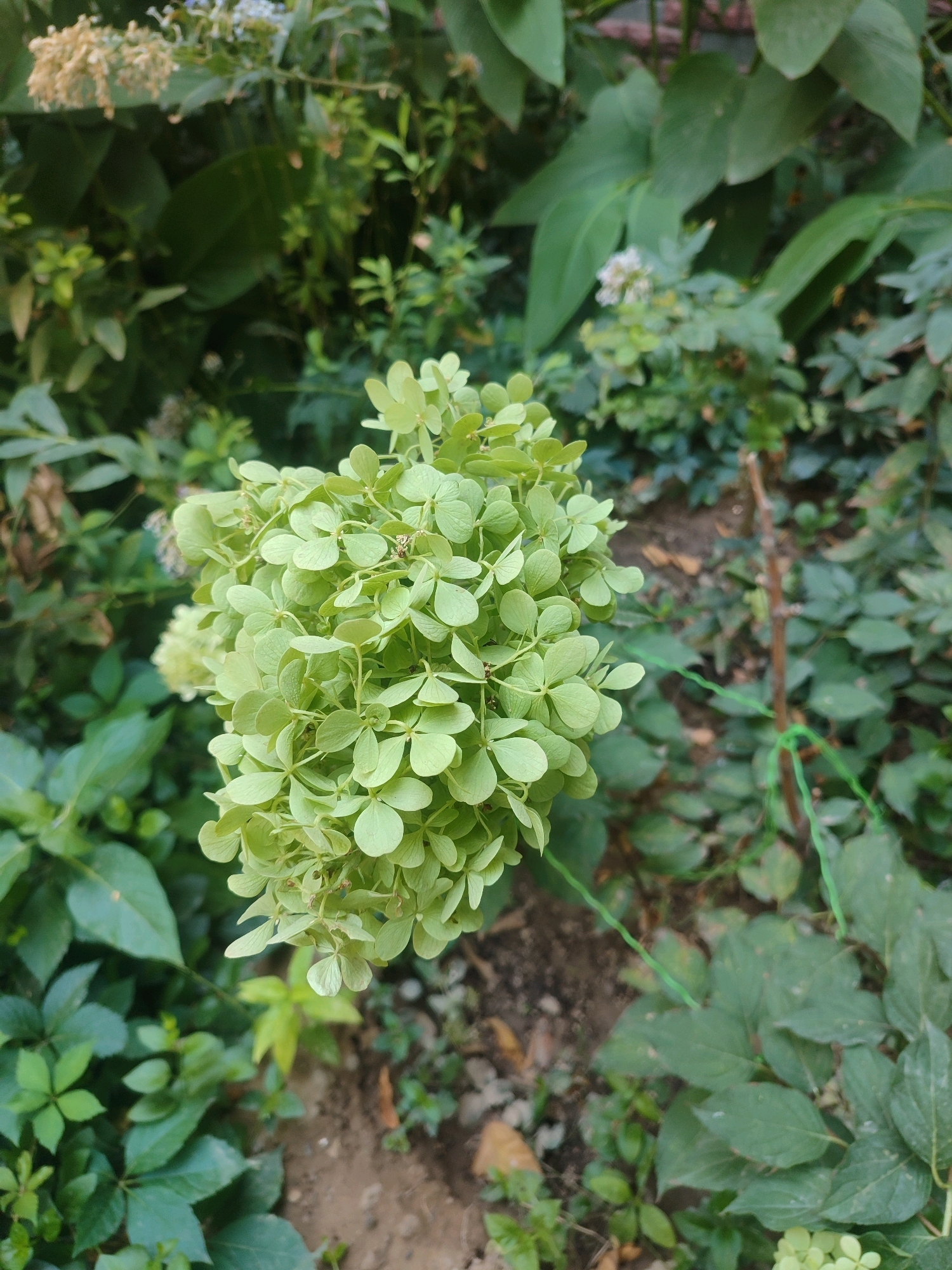 A close-up, eye-level, medium shot shows a cluster of light green hydrangea flowers in the foreground. The flowers are tightly packed, with individual petals visible and a slight fuzzy texture. They are a pale green color, suggesting they may be young or have a specific variety. The background is a blur of lush green foliage, with various leaf shapes and sizes. The overall impression is one of a natural garden setting, possibly in Tashkent, Uzbekistan, given the context of the request. There are no people or discernible actions taking place. The lighting is soft and diffused, indicating it could be overcast or late afternoon.