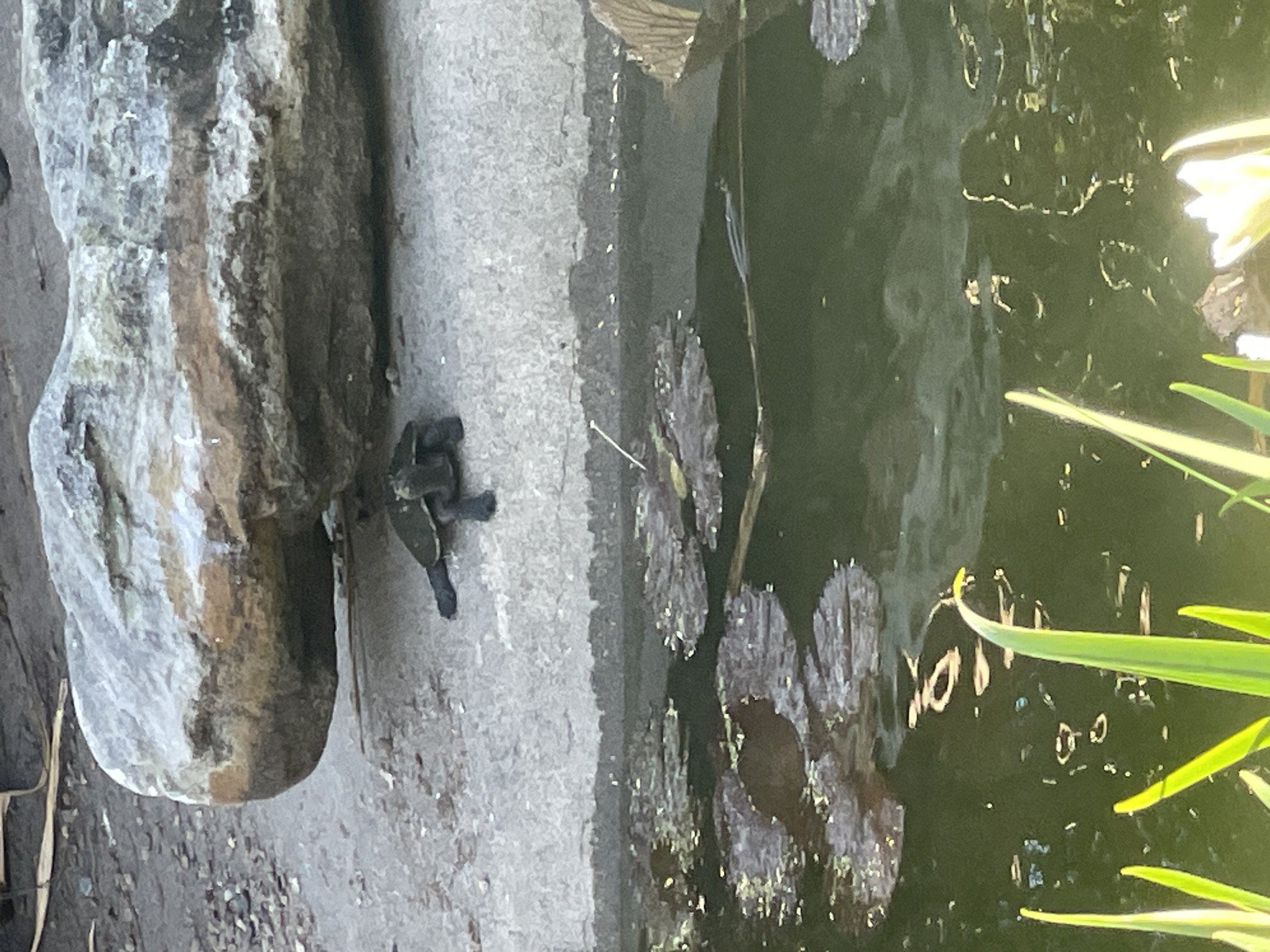 The image shows a turtle on a concrete ledge next to a pond in Brisbane City, Australia. The turtle is dark in color and appears to be a common turtle species found in Australian waterways. The pond contains lily pads and has a dark, murky water surface. The surrounding environment includes a large rock, gravelly ground, and some aquatic plants. The scene is captured from a slightly elevated perspective.