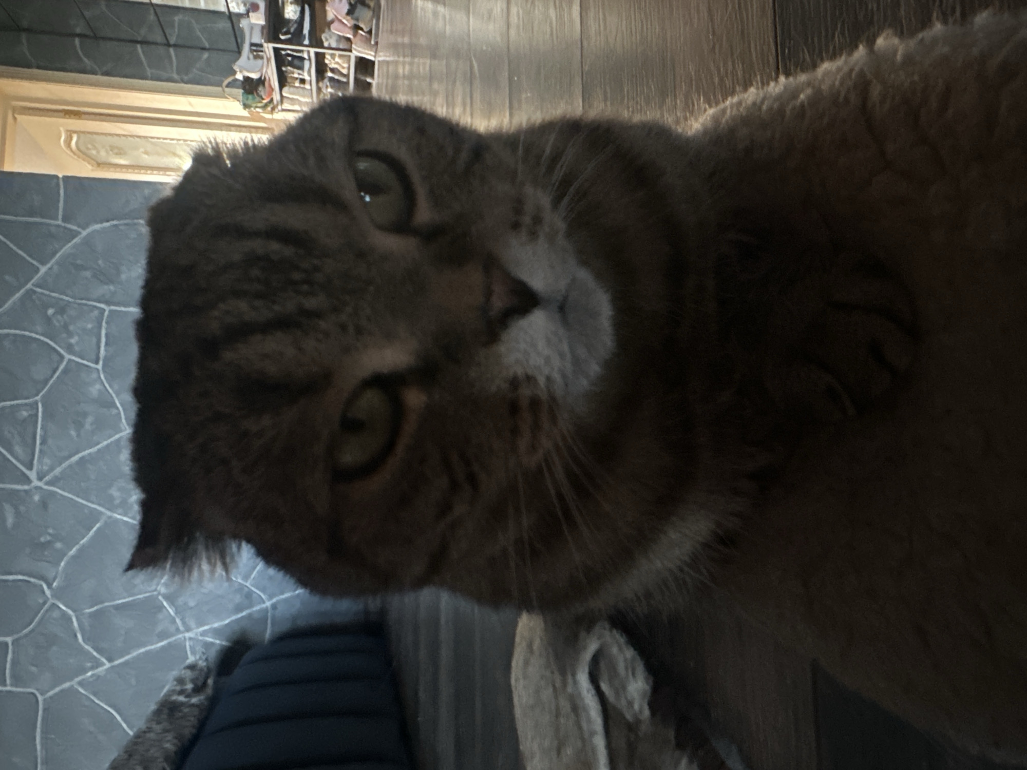 A close-up, low-angle shot shows the face of a brown tabby cat. The cat is looking directly at the camera with its ears folded back and a slight frown. Its eyes are green and narrowed. The background is out of focus and shows a dark floor, a light-colored piece of fabric, and a wall with a stone pattern. In the far background, a doorway and shelves filled with shoes are visible. The scene appears to be indoors, possibly in a home. There is no indication of the cat's location in the city of Virki, Russia.