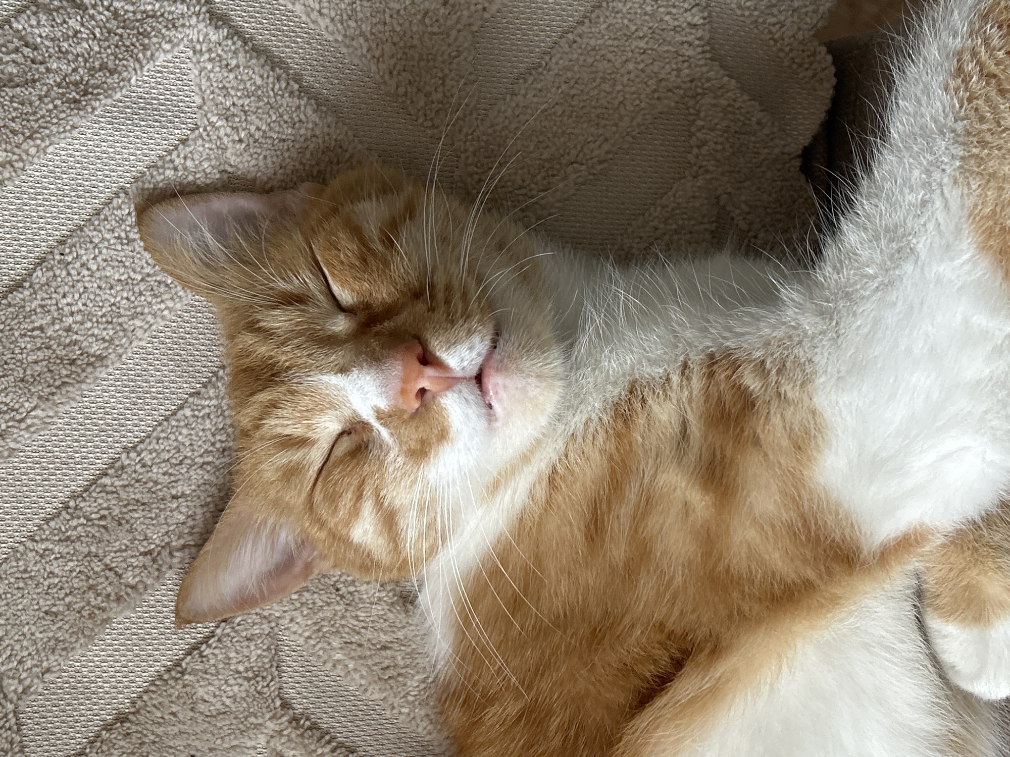 A close-up, overhead shot captures an orange and white cat deeply asleep on a beige, textured surface, possibly a blanket. The cat is positioned with its head towards the left, eyes closed, and mouth slightly open, revealing a small pink tongue. The cat's fur is a mix of orange stripes and white patches. The background consists of the beige, textured surface. The image was likely taken indoors. There is no information available to determine if the image was taken in Burgas, Bulgaria.