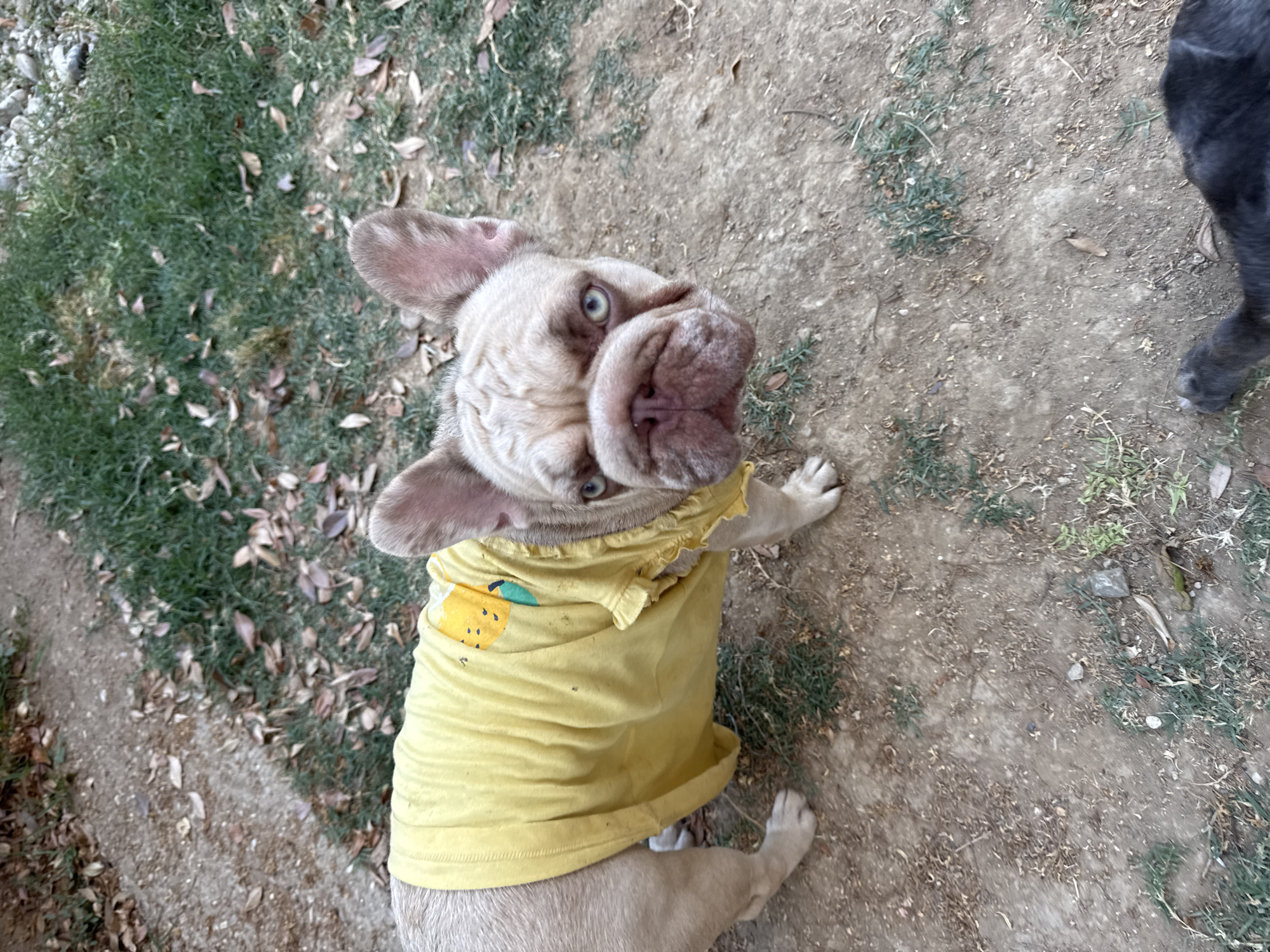 A tan French Bulldog wearing a yellow shirt with a fruit design is standing outdoors on a dirt and grass ground. The dog is looking directly at the camera with its distinctive squished face and wide, blue eyes. The shirt has ruffles around the neck. The ground is covered in dry leaves and some sparse green grass. The background consists of more of the same ground cover and some out-of-focus greenery. The image was taken in San Benedetto del Tronto, Italy.