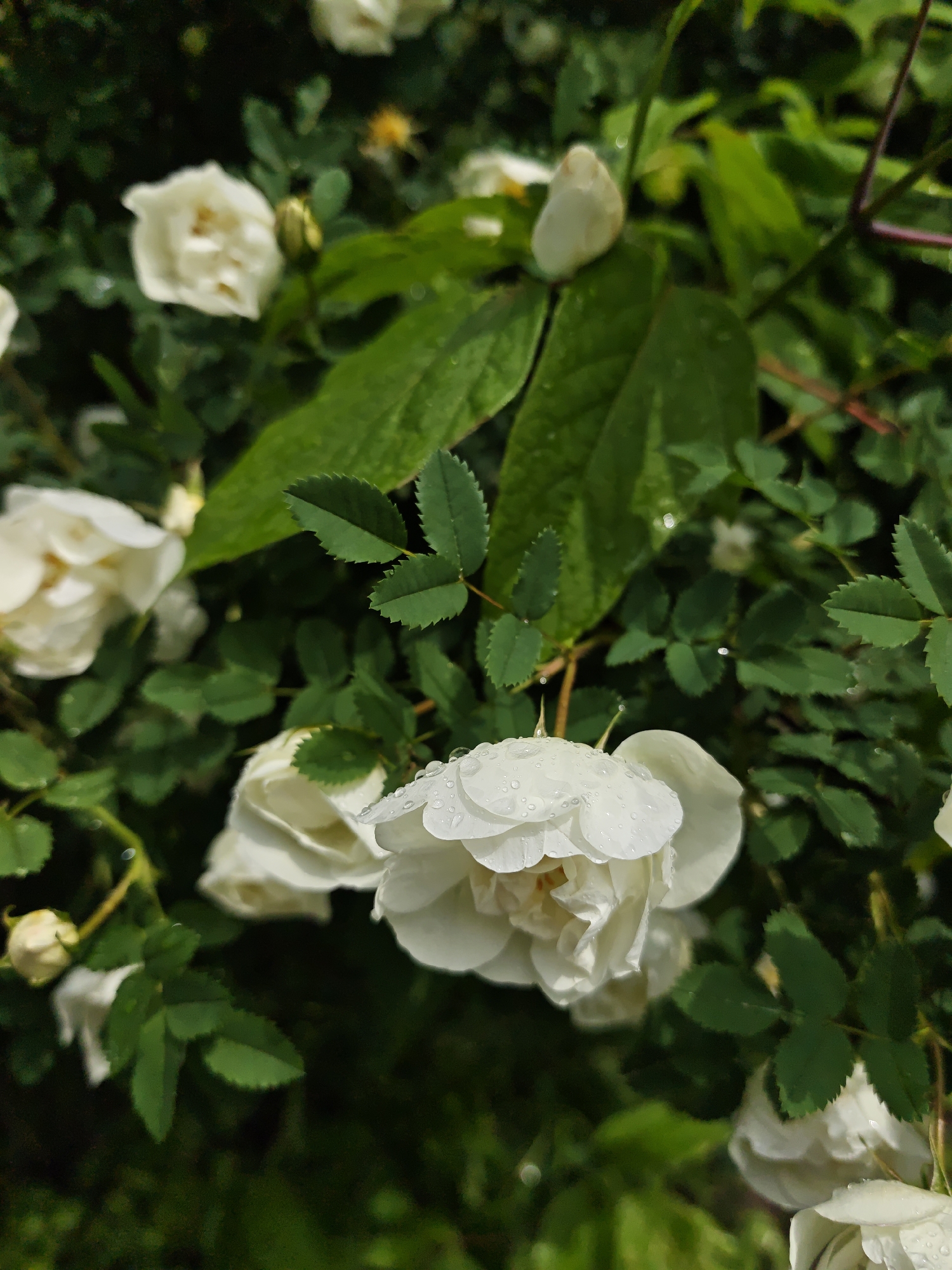 The image shows a close-up of a bush with white roses in full bloom, covered in droplets of water. The leaves are green and glossy. The location is assumed to be Vinnytsia, Ukraine, though no specific details confirming the city are visible in the image. No people are visible.