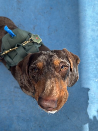 The image displays a dapple-patterned dog, likely a Dachshund mix, looking directly up at the camera. The dog's coat is a blend of dark brown, black, and tan/reddish-brown hues, with a distinctive merle pattern visible across its head and body. It possesses soulful brown eyes that engage the viewer.
The dog is equipped with an olive-green tactical-style harness or vest across its back. Attached to the harness near its left shoulder is a small, bright blue poop bag dispenser. On the right side of the harness, a green, possibly flower-shaped or paw-print charm with a red center is visible. A brass or gold-colored clip, presumably for a leash, is also attached to the harness.
The scene is set outdoors on a flat, uniformly blue surface, which appears to be concrete or pavement. Strong, defined shadows are cast on this blue ground, indicating bright sunshine and a clear sky, suggesting it is daytime. The dog's shadow is visible, along with a larger, indistinct shadow to the right, possibly belonging to the photographer or another nearby object.
The dog's gaze is direct and attentive, conveying a calm and gentle expression. Given the West Hollywood context, the setting could be a park, a residential patio, or another pet-friendly outdoor area. There is no visible text in the image.