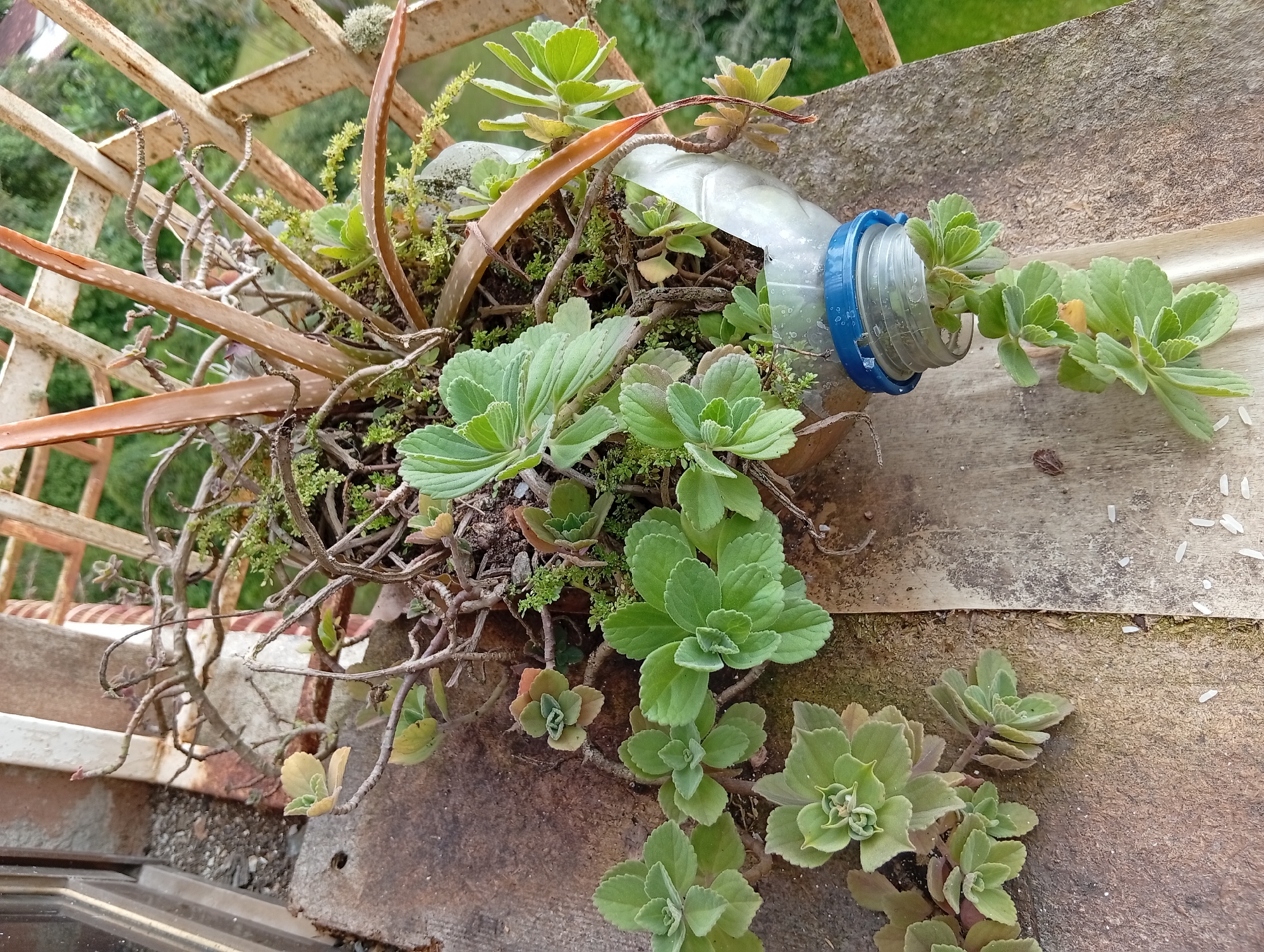 The image depicts an outdoor scene, likely a balcony or rooftop in San Antonio de Los Altos, Venezuela, featuring a DIY planter made from a plastic bottle. The bottle, cut in half with its cap and neck section intact, serves as a container for various small succulent plants and some dried-out, spiky aloe vera leaves. The planter rests on a weathered wooden surface, possibly part of a railing or tabletop. Surrounding the planter is a rusted metal structure, possibly a trellis or fence, and a blurred green background suggesting foliage. The lighting indicates it is daytime, with shadows cast across the scene. The plants appear to be in various stages of growth, with some showing signs of thriving and others looking withered.