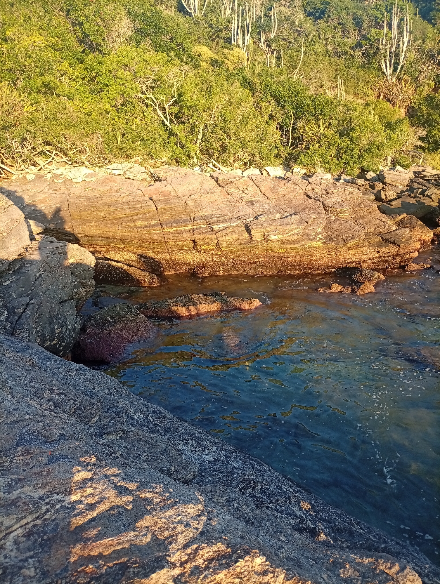 The image captures a rocky shoreline with vegetation in Armação dos Búzios, Brazil. The foreground features large, gray rocks partially submerged in clear, blue water, reflecting sunlight. A prominent, layered rock formation rises behind these, with an orange-brown hue in its lower section where it meets the water. Dense green vegetation, including what appear to be cacti, covers the land behind the rock formation. The light suggests either sunrise or sunset, casting shadows and highlighting textures. The scene depicts a natural, coastal environment with sunlight playing across the rocks and water.