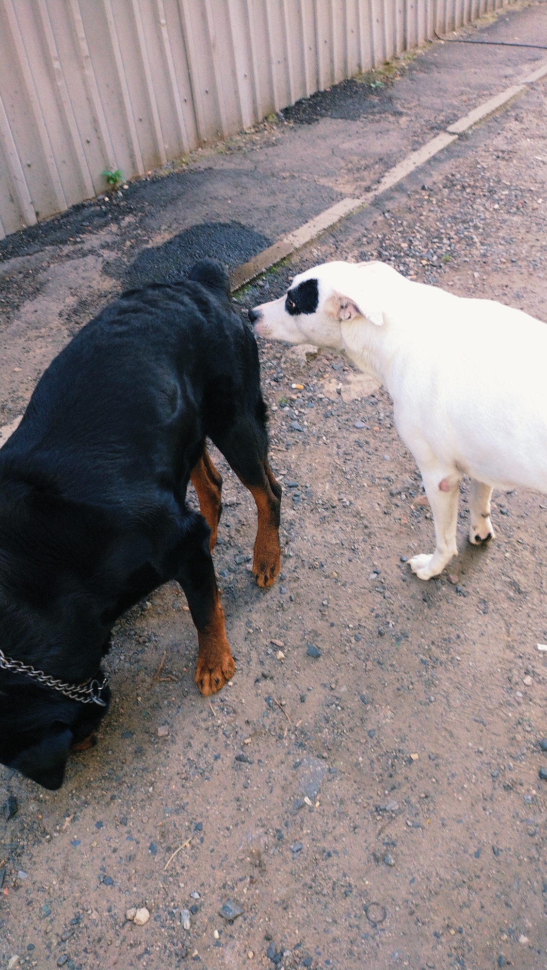 In Horishni Plavni, Ukraine, two dogs are interacting in an outdoor setting. A large black dog, possibly a Rottweiler, with tan markings on its legs, is positioned with its head down, sniffing the ground. It is wearing a metal chain collar. A smaller white dog with a distinctive black patch over its left eye and ear is reaching its head towards the rear of the black dog. The dogs are standing on a gravelly, paved surface, which appears to be a pathway or sidewalk. A corrugated metal fence runs along the background, with some sparse vegetation growing near its base. The lighting suggests it is daytime.