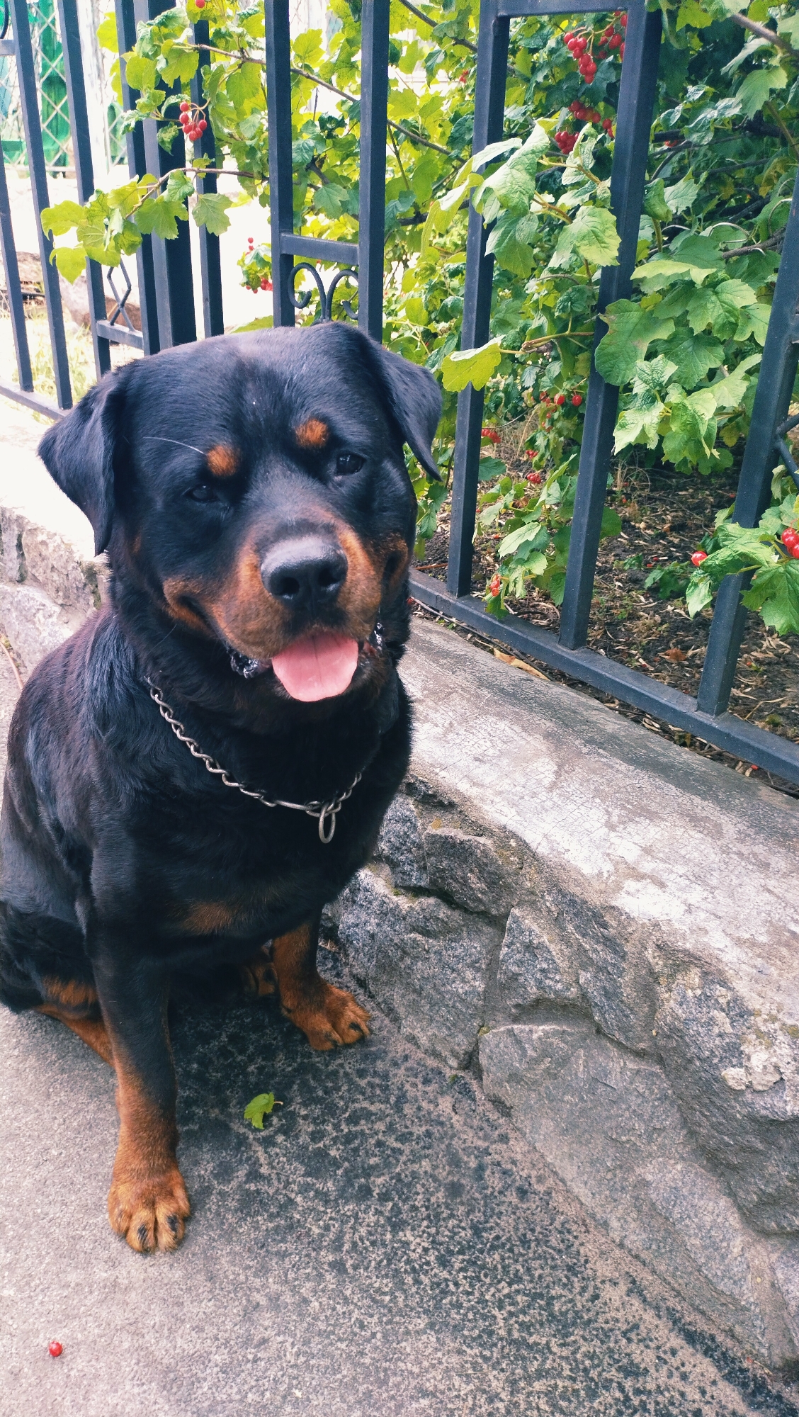 A Rottweiler dog with a metal chain collar is sitting on a stone pathway next to a black metal fence. Behind the fence, there is a bush with green leaves and red berries. The dog is facing the camera with its tongue slightly out. The scene appears to be outdoors, possibly in a residential area or park in Horishni Plavni, Ukraine, given the typical aesthetic of urban green spaces and fencing. The lighting suggests it is daytime.