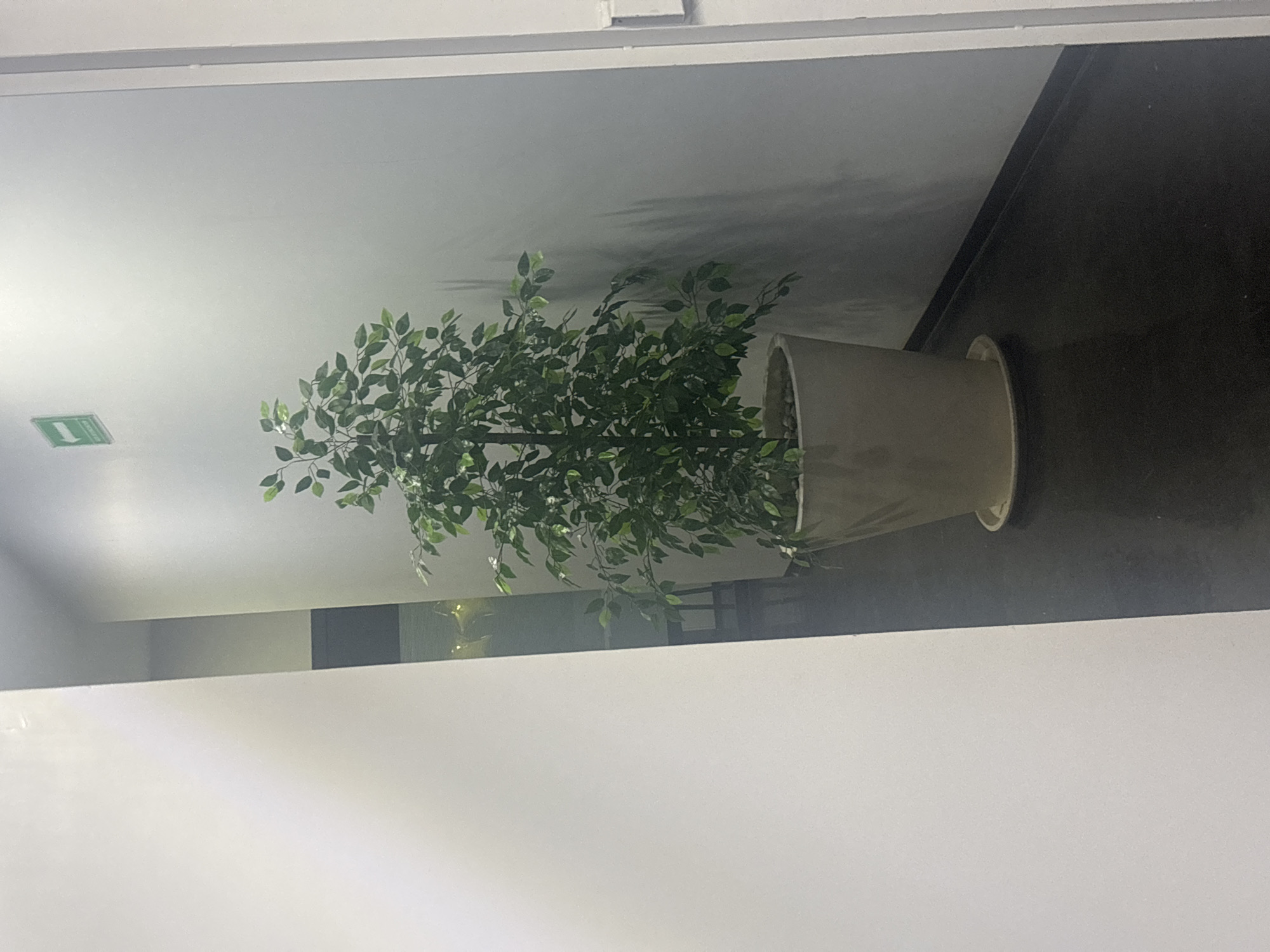The image depicts a potted tree indoors. The tree is green and leafy, and it sits in a light gray or beige pot with a tray underneath. The pot is positioned against a wall that transitions from white to gray. A dark gray or black floor is visible to the right of the pot. A green emergency exit sign is on the wall. The image is indoors. There is no information that specifies the location as Buenavista, Mexico.