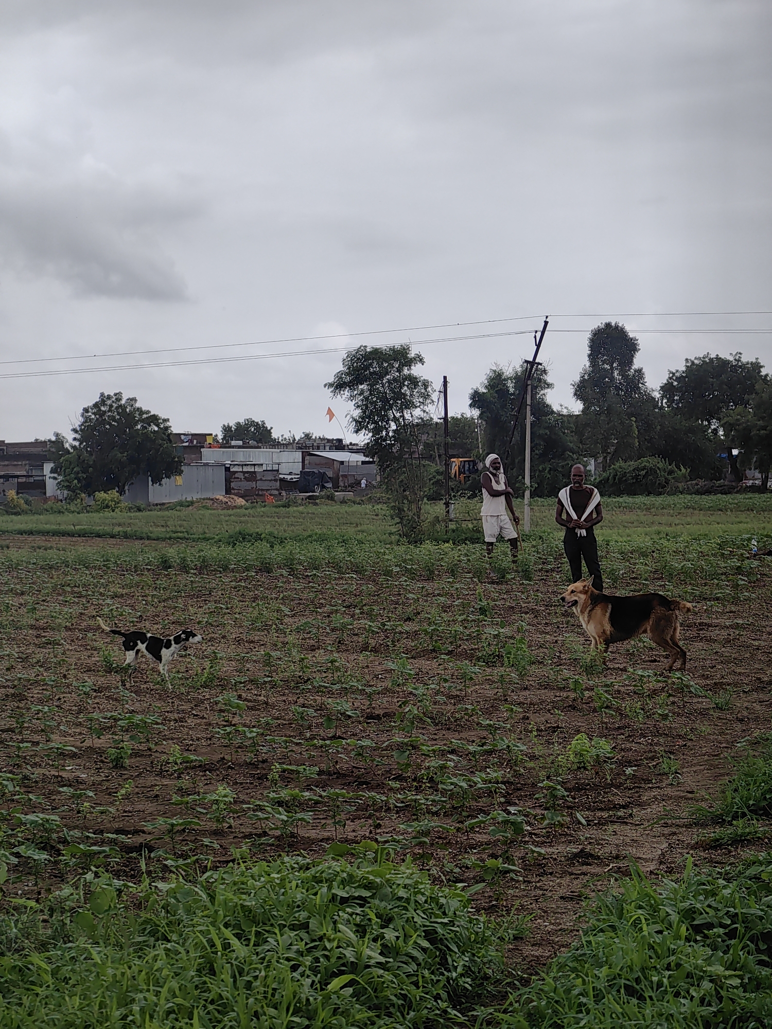 In the city of Waghola, India, under a cloudy sky, a rural scene unfolds in a field. Two men stand in the middle ground. The man on the left wears a white garment and a white head covering, holding a stick. The man on the right wears dark pants and a white cloth draped over his shoulders. Two dogs are present in the field. A black and white dog stands in the left mid-ground, facing right. A brown and tan dog stands in the right mid-ground, facing left. The field is covered in rows of small plants and brown soil, with greener vegetation in the foreground. In the background, several structures, including buildings and what appears to be a vehicle, are visible. Trees line the horizon, and power lines are strung across the sky. An orange flag flies from one of the structures.