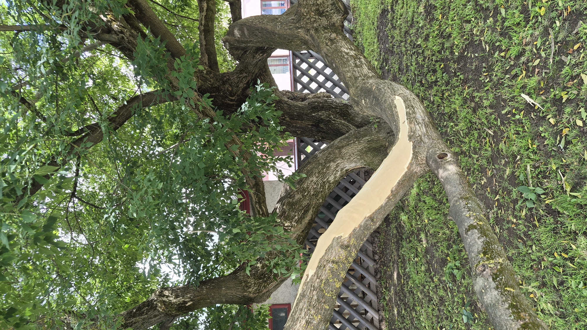 In Jēkabpils, Latvia, a large tree with a damaged branch lies horizontally on the ground. The exposed wood on the branch is light in color, contrasting with the darker bark. The tree has a thick trunk and several large branches that spread outwards. Green leaves cover the upper parts of the tree, casting shadows on the ground below. A wooden fence with a diamond pattern is visible behind the tree, and a building with red-trimmed windows can be seen further in the background. The ground is covered in green grass and fallen leaves.
