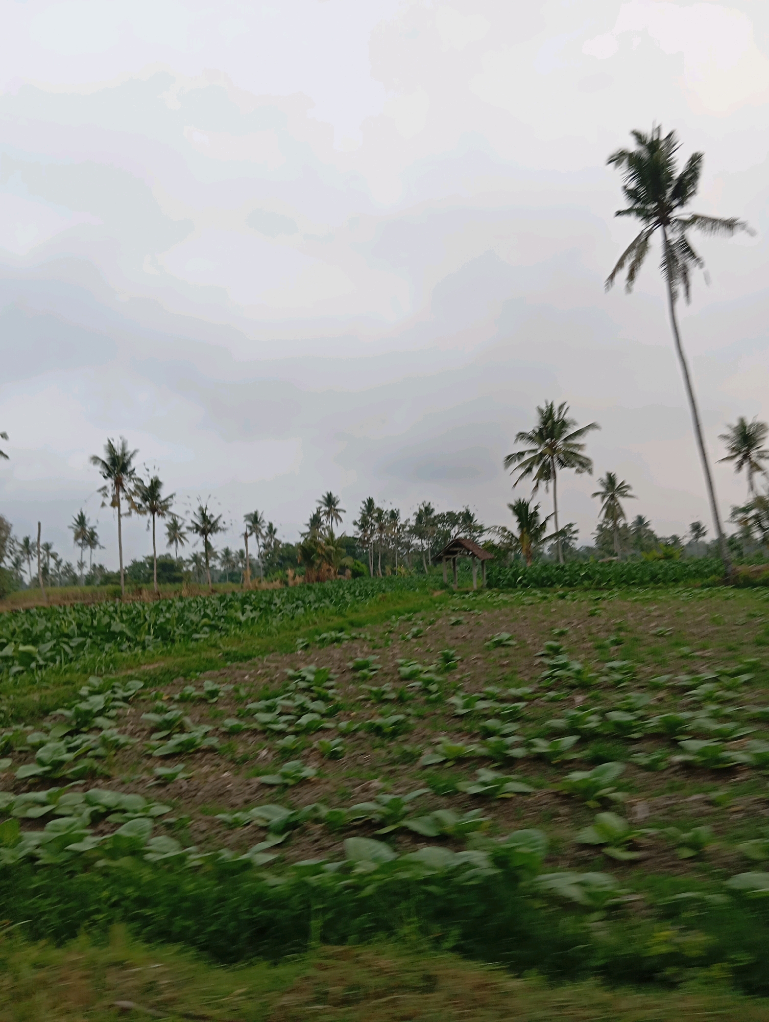 The image depicts a rural agricultural landscape in Nguter, Indonesia, under an overcast sky. In the foreground, a field of young green plants, possibly tobacco or a similar leafy crop, is visible, with rows of plants emerging from the dark soil. Behind this field, a broader expanse of greener vegetation stretches out, partially obscured by a blurred foreground, suggesting movement captured in the photograph.
Dotting the middle ground and background is a cluster of tall, slender palm trees, characteristic of tropical regions. One prominent palm tree stands tall on the right side of the frame, its fronds reaching towards the sky. Further to the left, a line of palm trees stretches across the horizon, interspersed with other trees and foliage. A small, rustic thatched-roof shelter, possibly a small hut or resting area, is nestled among the trees on the left side of the middle ground. The overall scene conveys a sense of agricultural activity and the natural environment of a rural Indonesian setting.