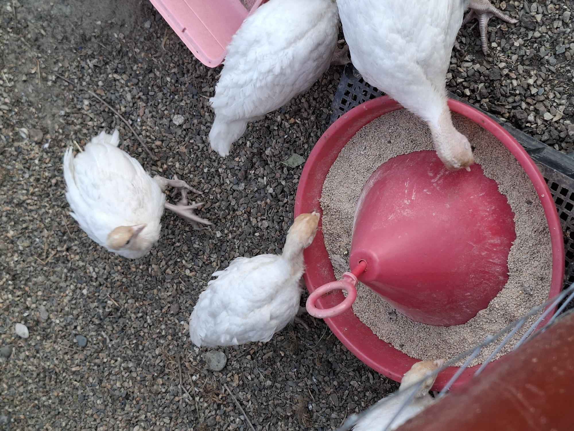 In Korenovsk, Russia, on a gravelly outdoor surface, several young white turkeys are gathered around a large, red plastic feeder filled with grain. One turkey stands atop the feeder, its head lowered to eat. Another is partially visible at the bottom left, its head also in the feeder. Three other turkeys are actively eating from the feeder, their heads nestled among the grain. A pink plastic container is visible in the upper right corner of the image. The overall scene depicts a feeding ritual for young poultry.