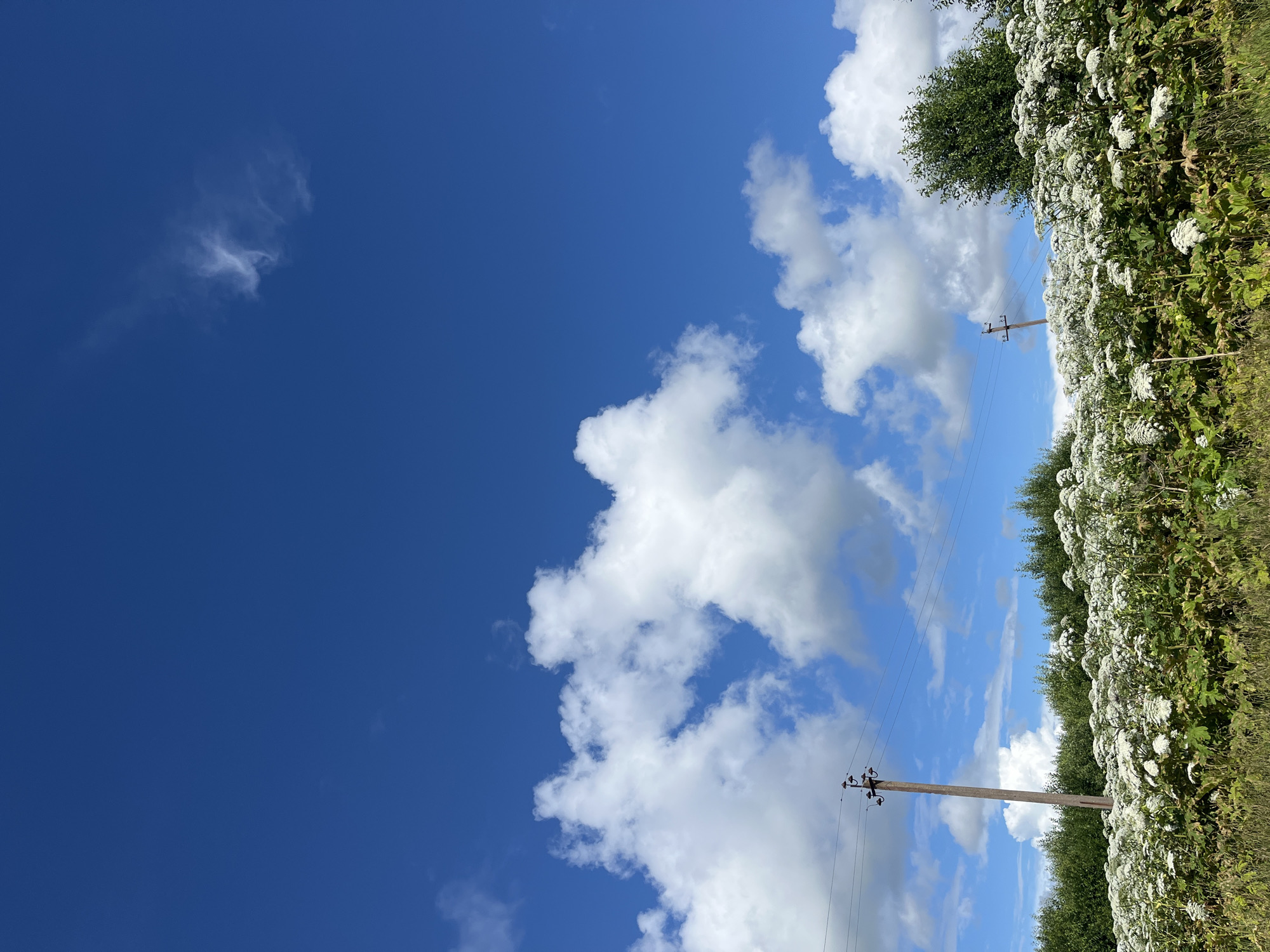 This is a full-frame, eye-level shot of a bright, sunny day in a rural area. The image features a vast expanse of clear, deep blue sky dominating the upper two-thirds of the frame, with scattered white, fluffy cumulus clouds.
In the lower third of the image, a dense field of white wildflowers, likely hogweed, stretches horizontally across the scene. The plants are tall with large, umbrella-shaped flower clusters. Behind the wildflowers, a line of dark green trees forms a backdrop.
Two wooden utility poles with power lines are visible, one on the left and another further to the right, breaking the natural landscape. The ground in the foreground appears to be covered with dry grass and some low-lying vegetation.
The scene is devoid of any people or animals. The overall impression is one of a natural, uncultivated landscape under a bright summer sky, likely located in the countryside near Starye Politsy, Russia, given the presence of typical Russian vegetation and utility infrastructure.