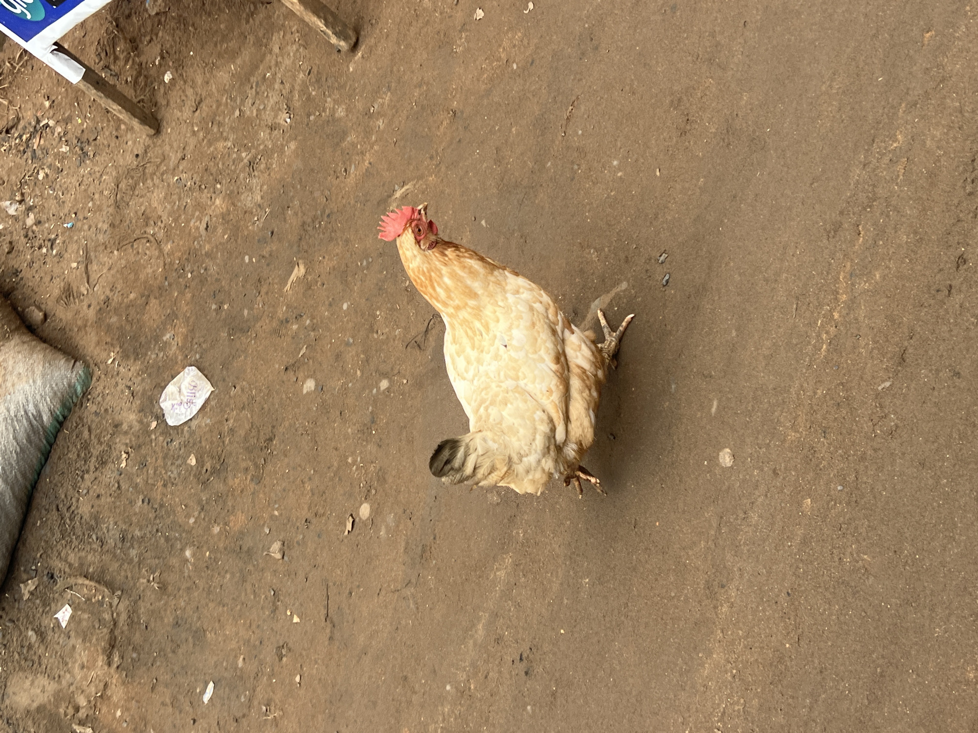 A light-colored chicken with a red comb is standing on a dirt ground in Nkpor, Nigeria. The chicken is facing to the right and appears to be walking. The ground is brown and dusty, with some small pebbles and debris scattered around. In the background, there is a large sack of what appears to be grain and a wooden structure with a blue sign. The image captures a common sight in a market or roadside setting in Nigeria.