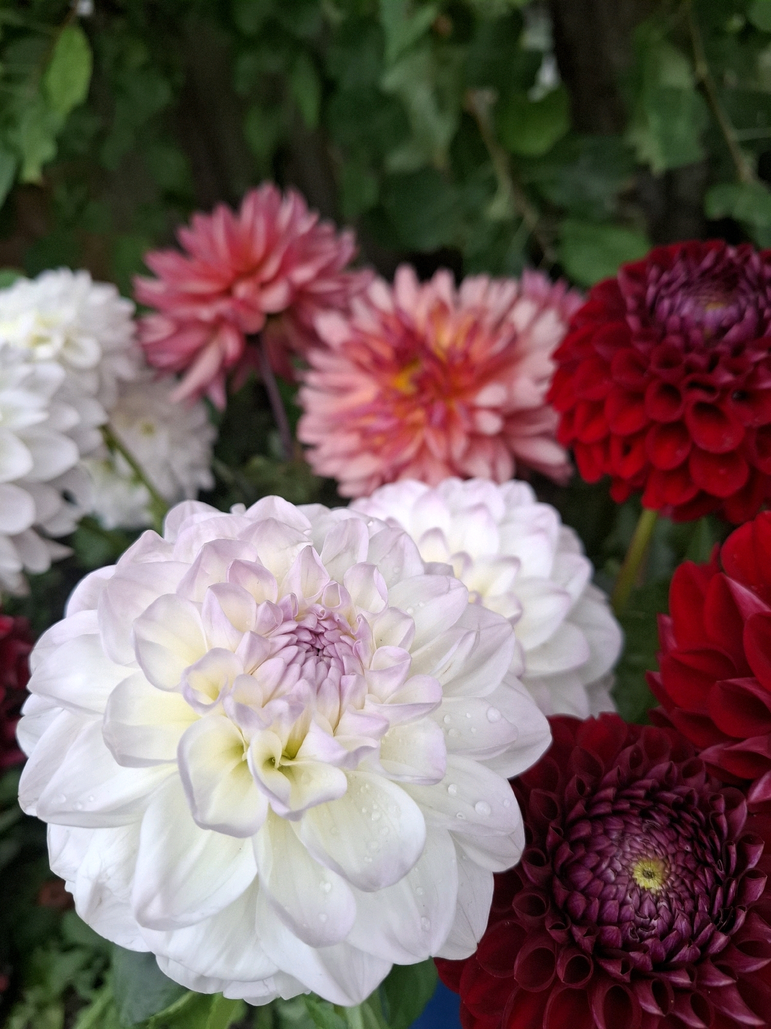 This image depicts a close-up view of several dahlias in bloom, with a variety of colors including white with pink accents, vibrant pink, and deep red. The flowers are densely packed and have intricate petal structures. Some petals show small water droplets, suggesting recent rain or watering. The background consists of dark green foliage, indicating an outdoor garden setting. There are no people visible in the image. The composition is focused on the floral arrangement, with the foreground flower, a white and pink dahlia, being the sharpest and most prominent subject. The lighting is diffused, creating soft shadows and highlighting the textures of the petals.
The image does not contain any specific landmarks or visual cues that would allow for the identification of its location within the city of Tyumen, Russia.